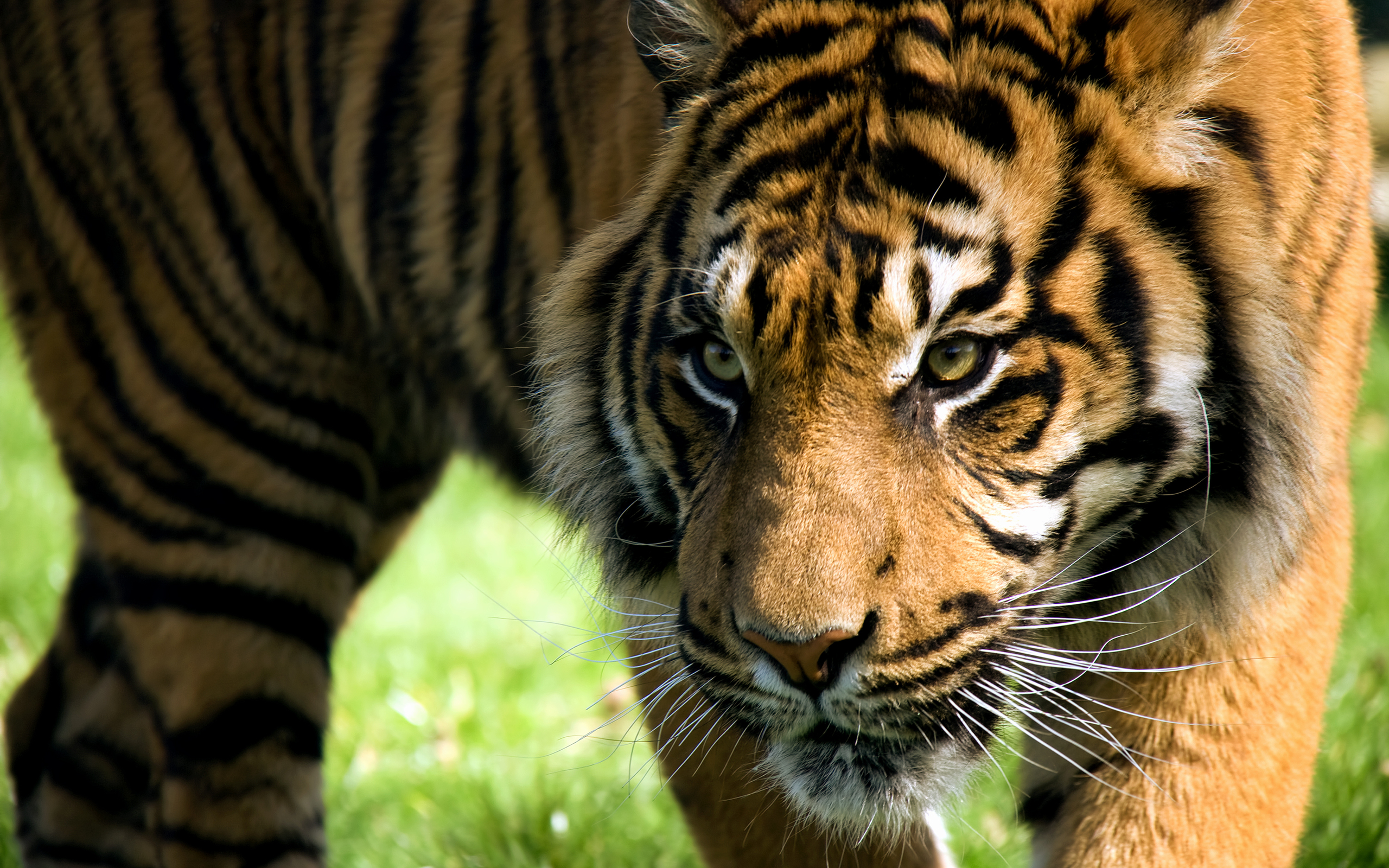 Téléchargez gratuitement l'image Animaux, Chats, Tigre sur le bureau de votre PC