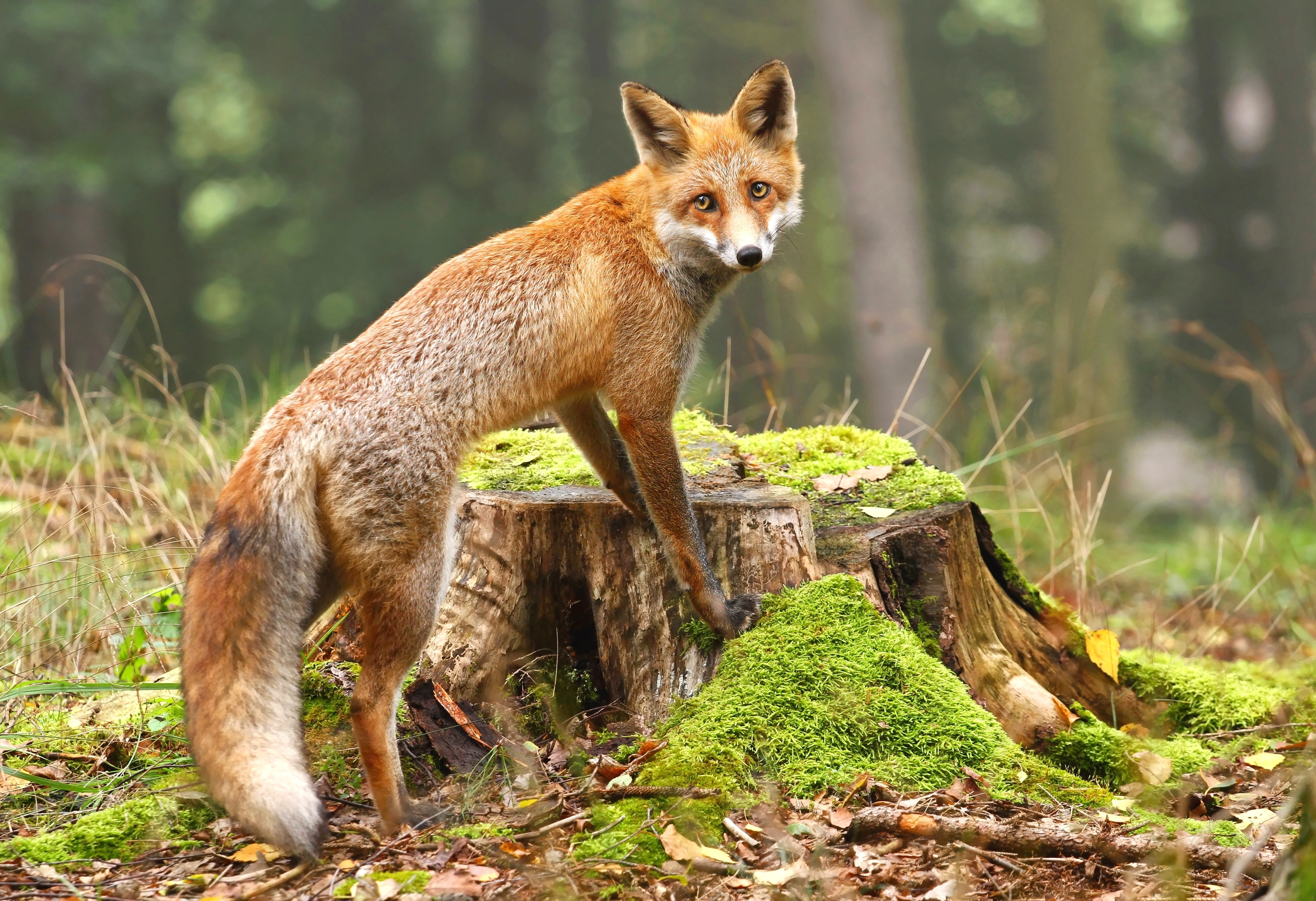 animal, fox, blur, moss, stump