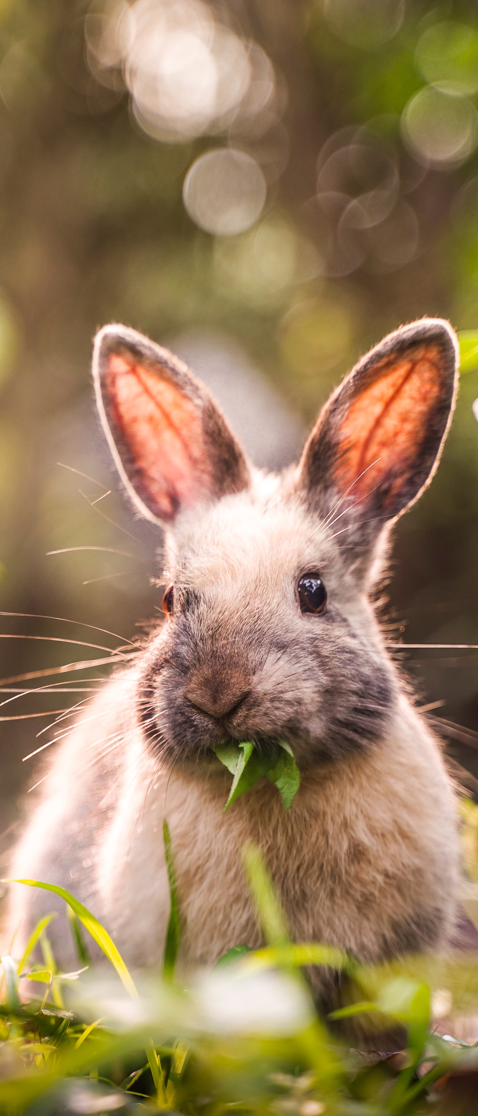 Descarga gratuita de fondo de pantalla para móvil de Animales, Conejo.