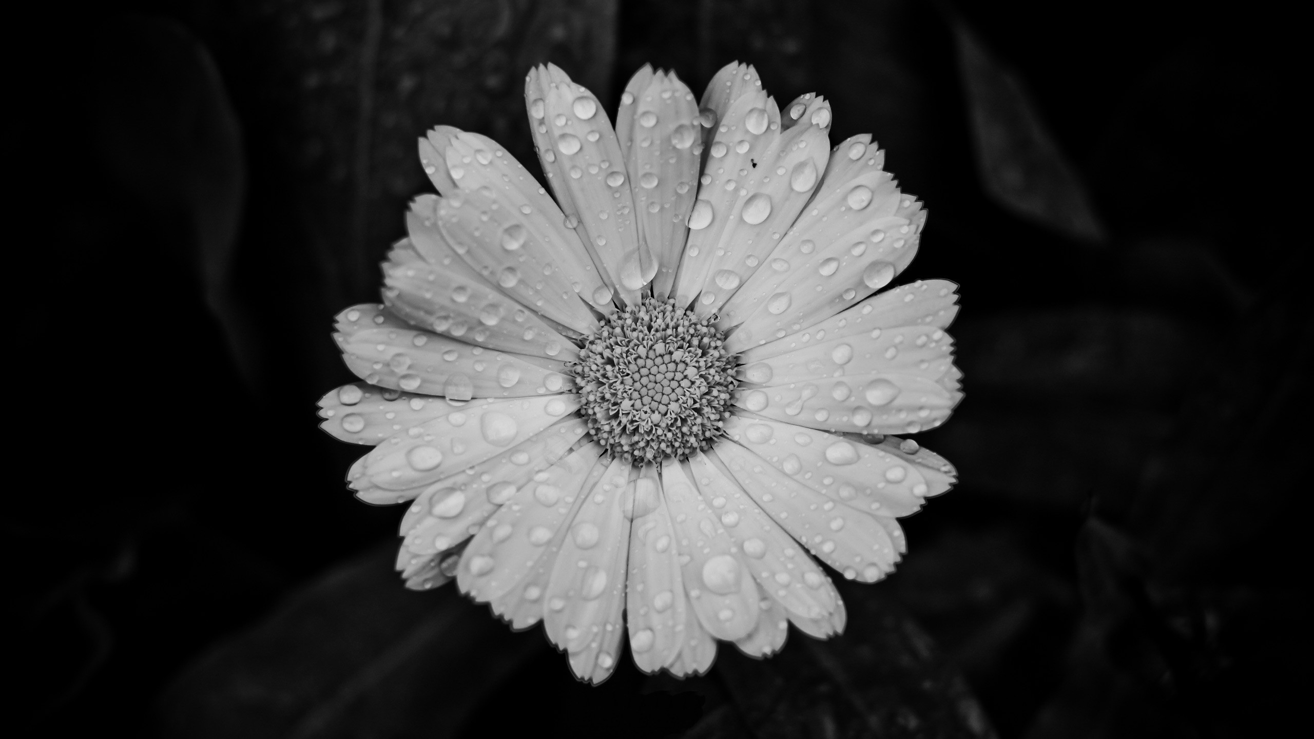 585890 descargar fondo de pantalla blanco y negro, fotografía, margarita, flor, gota de agua: protectores de pantalla e imágenes gratis