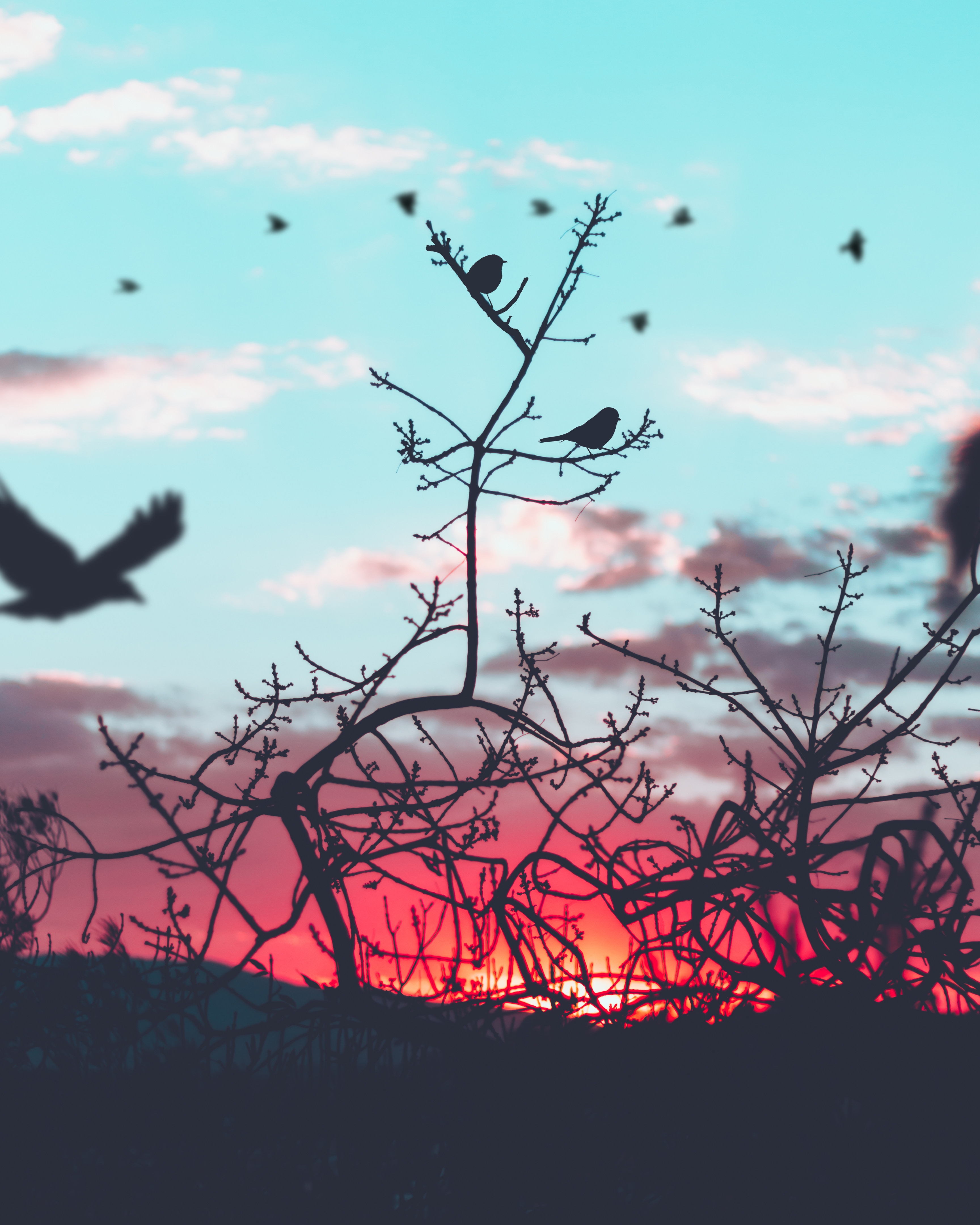 Download mobile wallpaper Branches, Sky, Silhouette, Nature, Birds for free.
