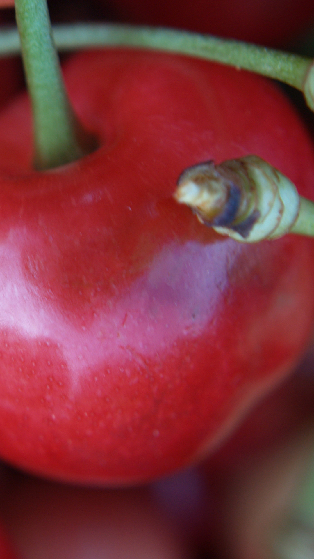 Download mobile wallpaper Fruits, Food, Cherry, Close Up for free.