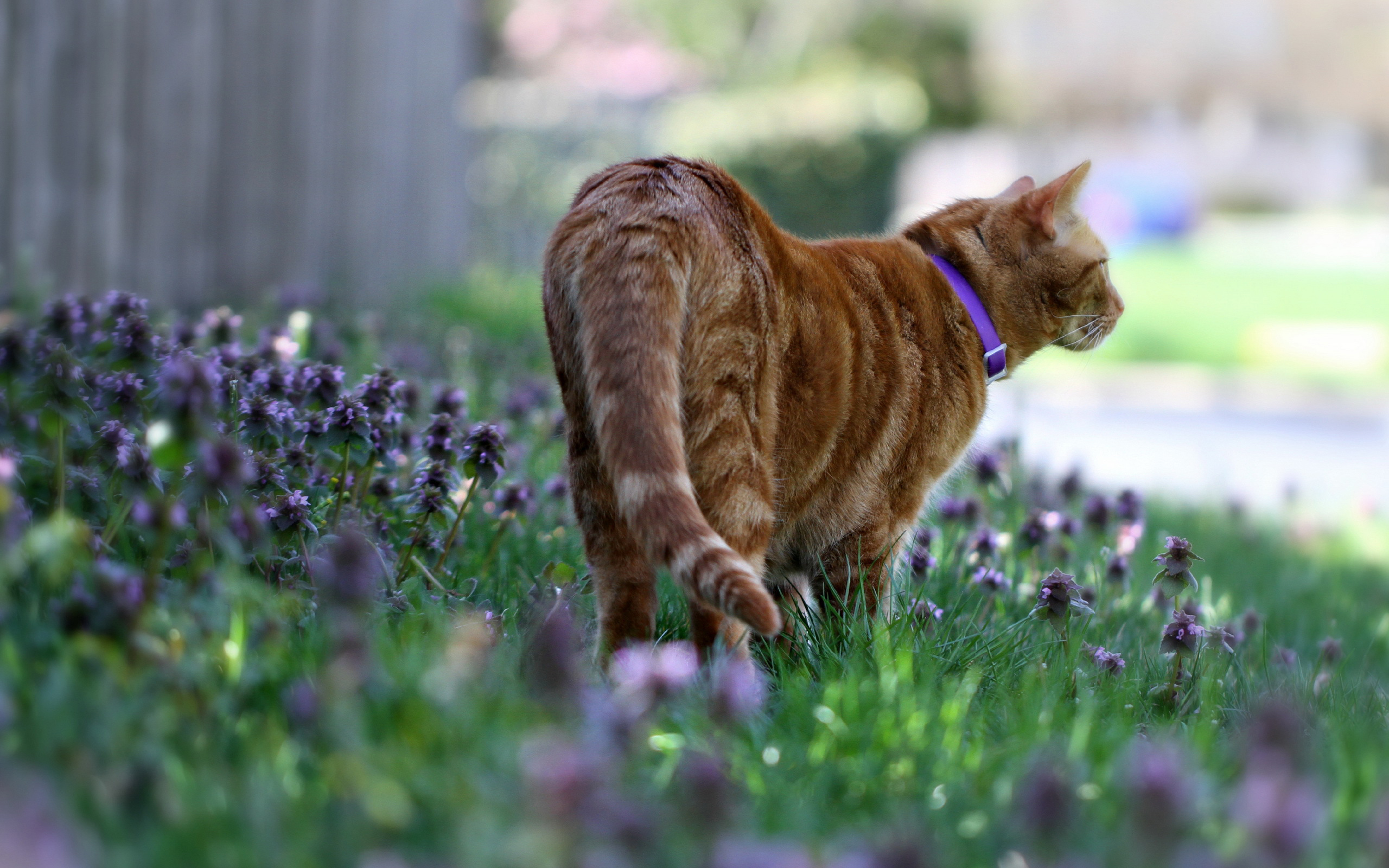 Baixar papel de parede para celular de Animais, Gatos, Gato gratuito.