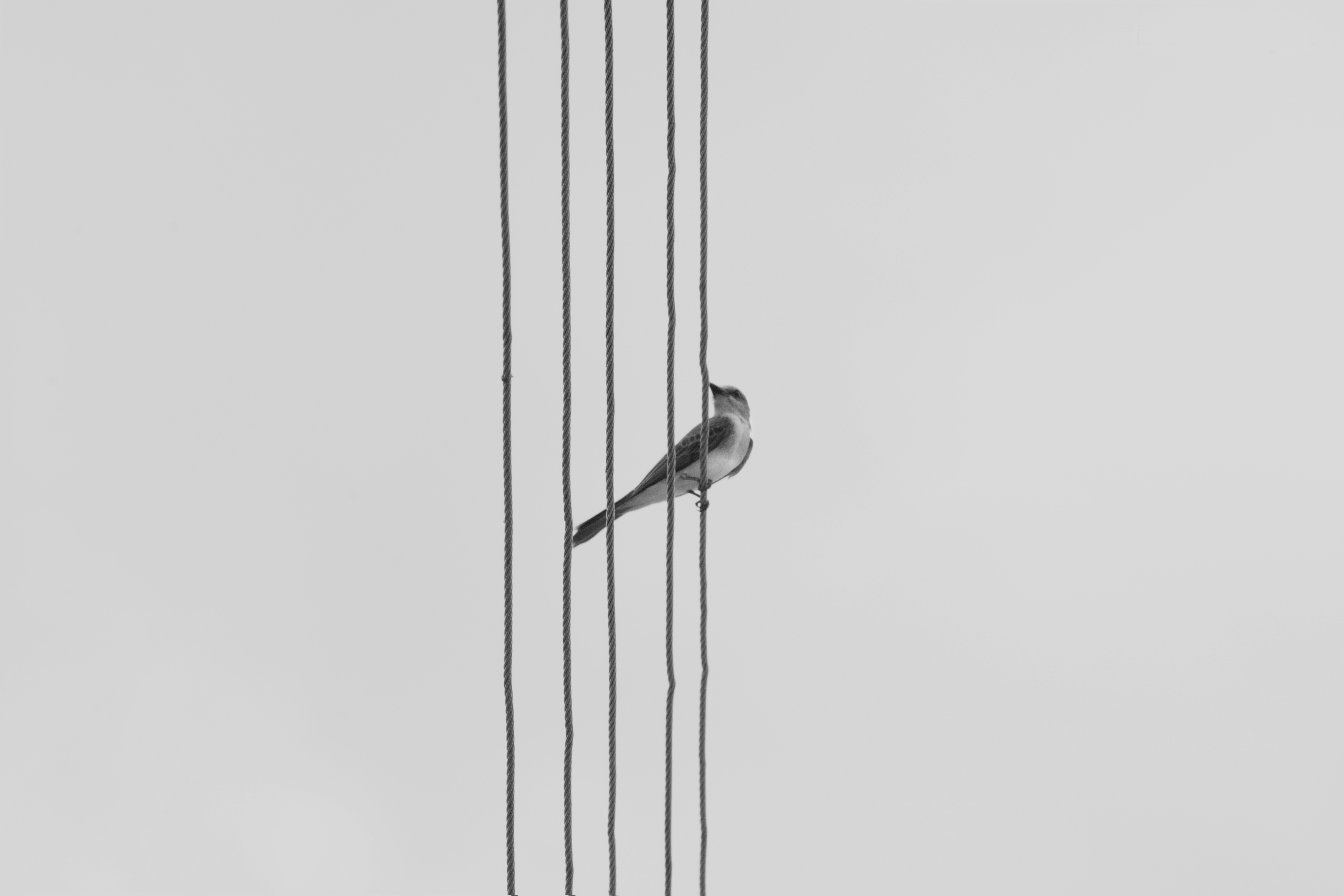 Download mobile wallpaper Chb, Wire, Bw, Monochrome, Wires, Bird, Minimalism for free.