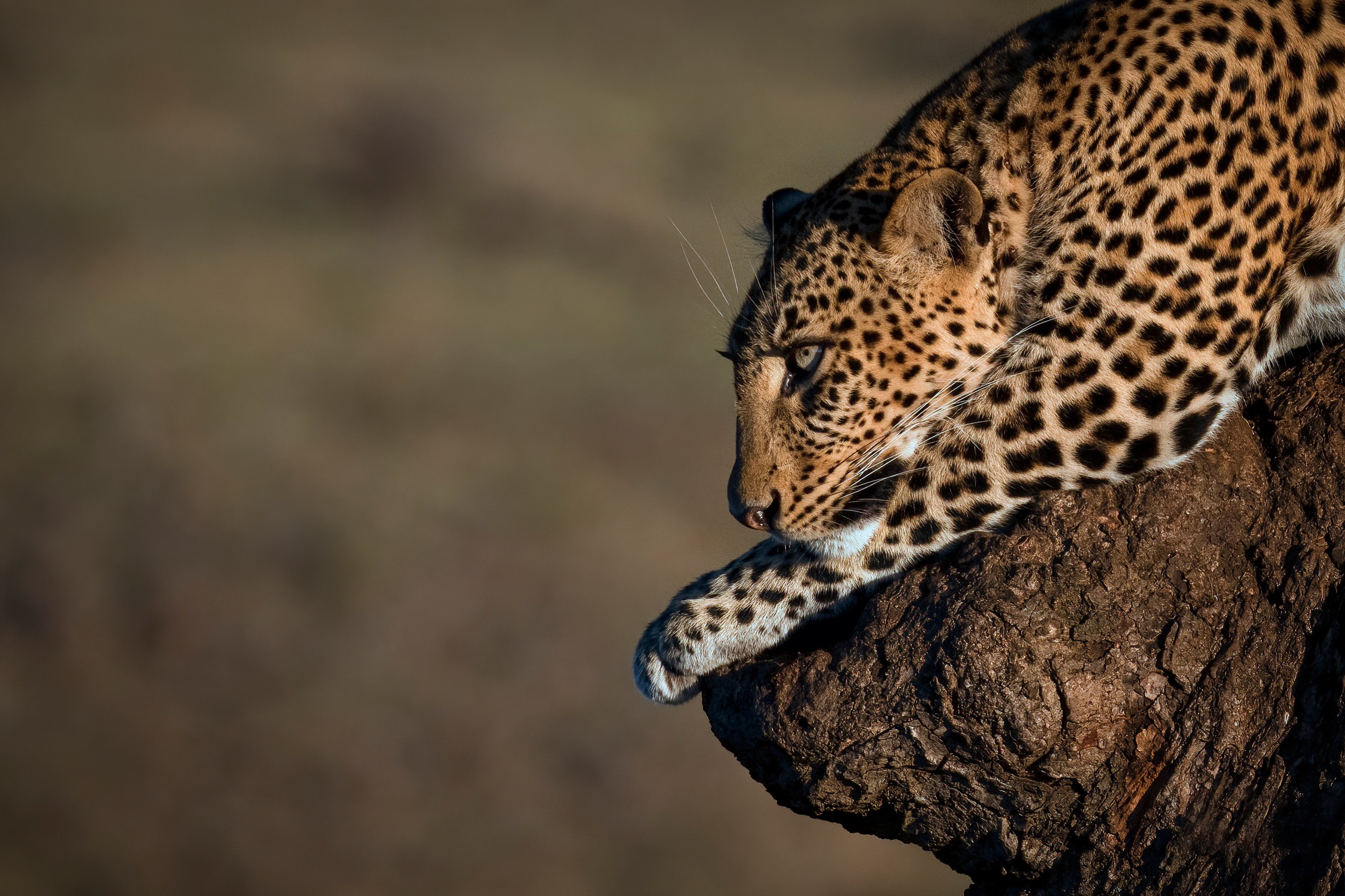 Free download wallpaper Cats, Leopard, Animal on your PC desktop