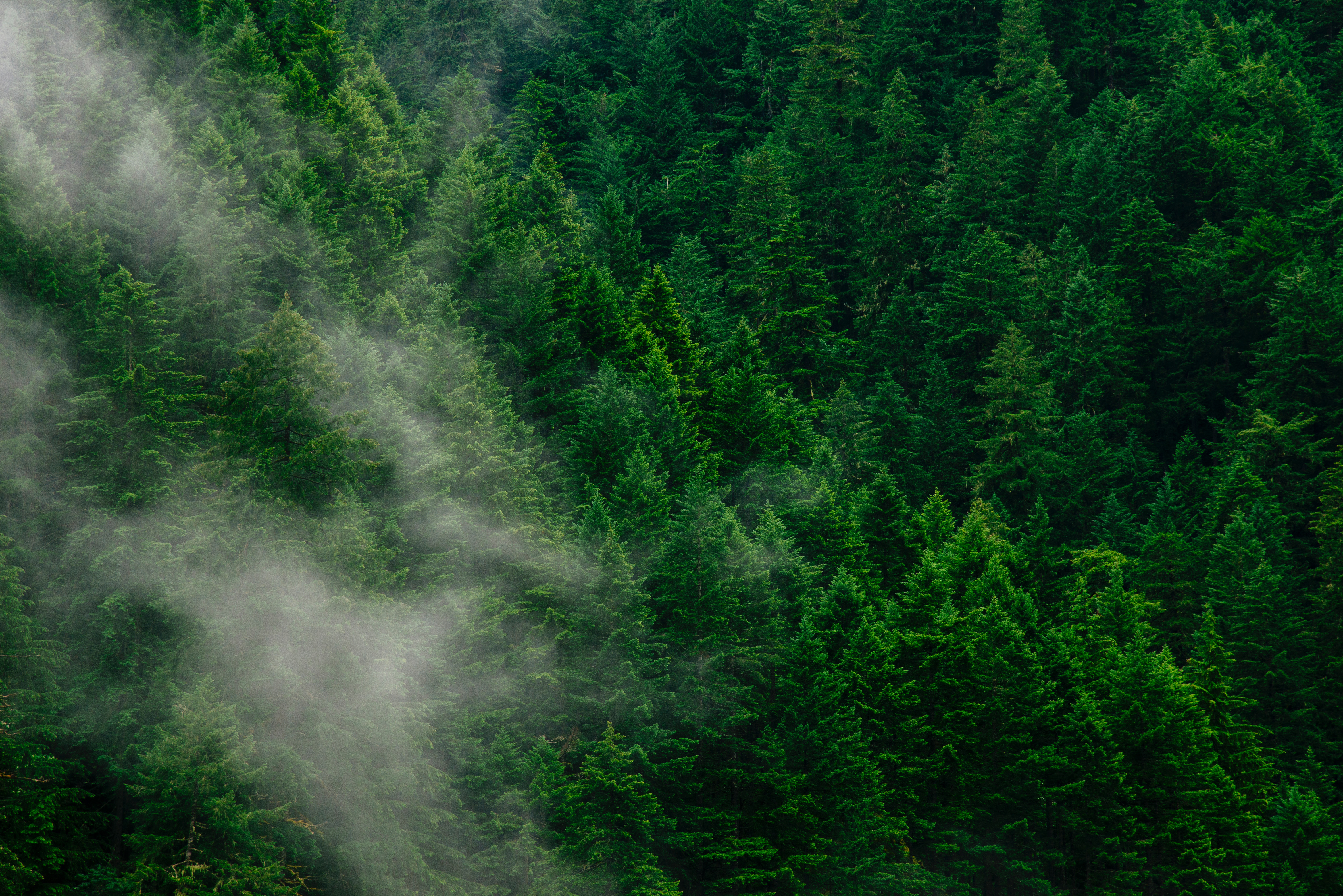 forest, view from above, trees, nature, fog