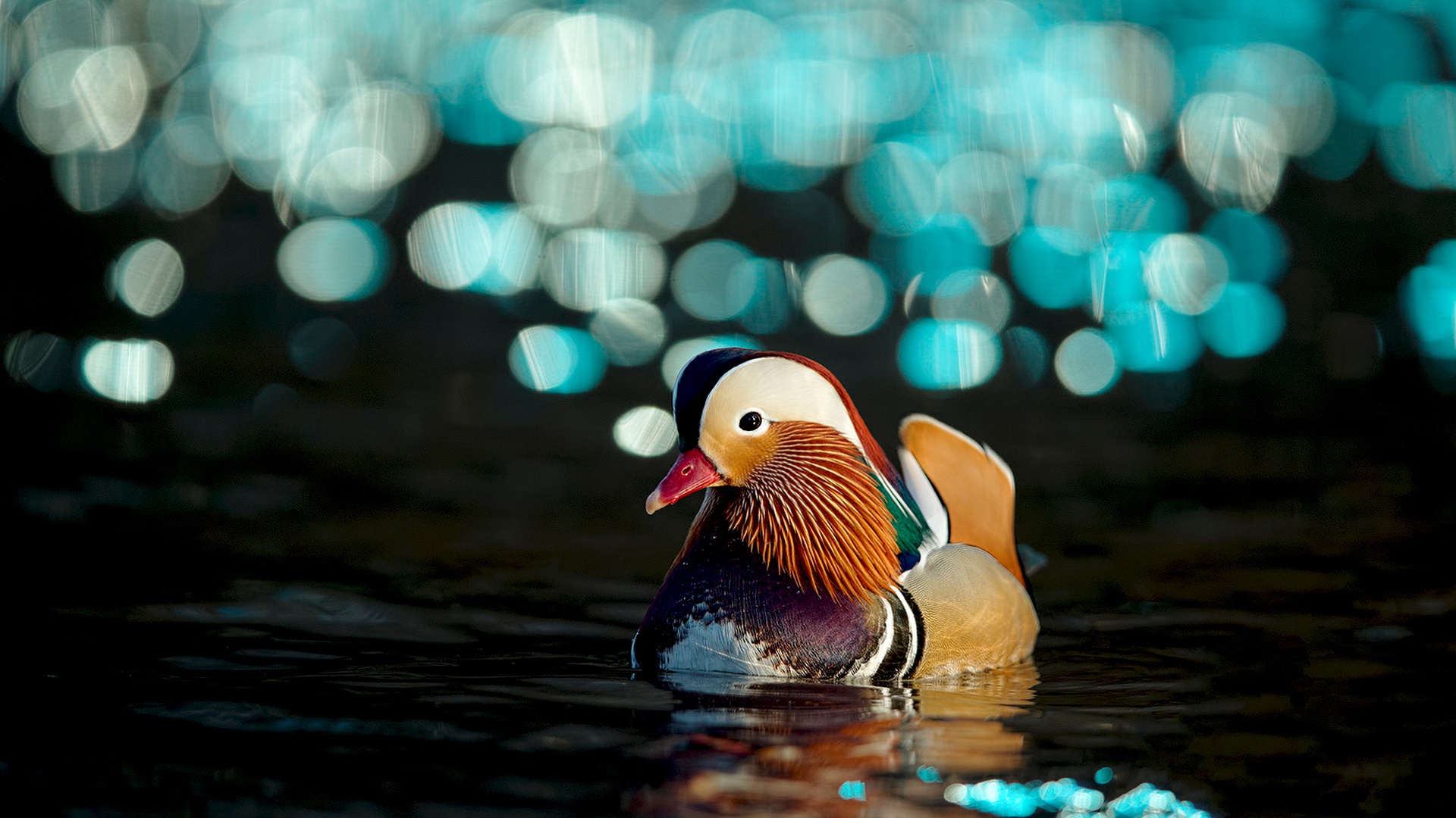 Free download wallpaper Birds, Bird, Animal, Duck, Bokeh, Mandarin Duck on your PC desktop