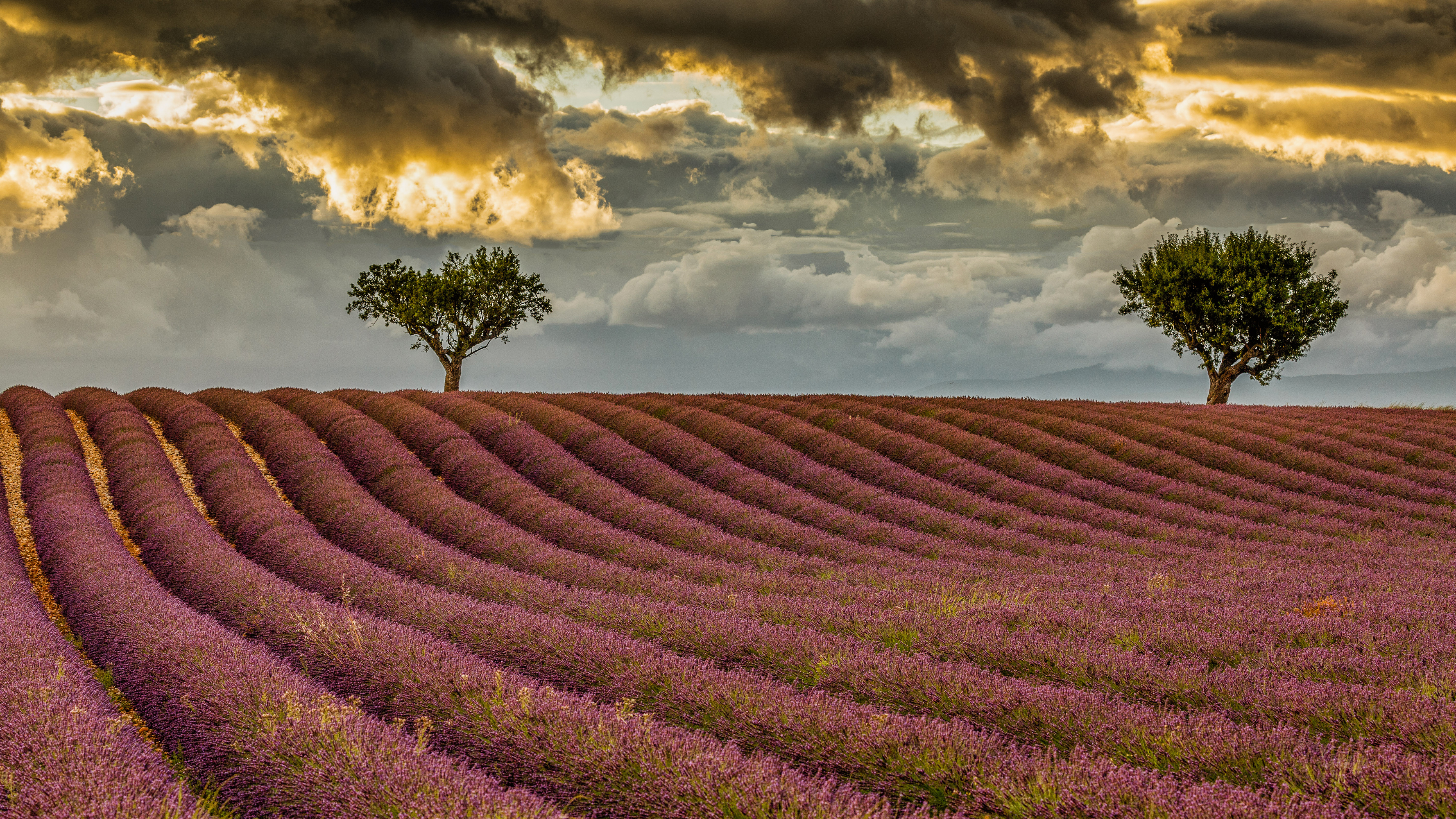 Download mobile wallpaper Nature, Flowers, Summer, Earth, Field, Cloud, Lavender for free.