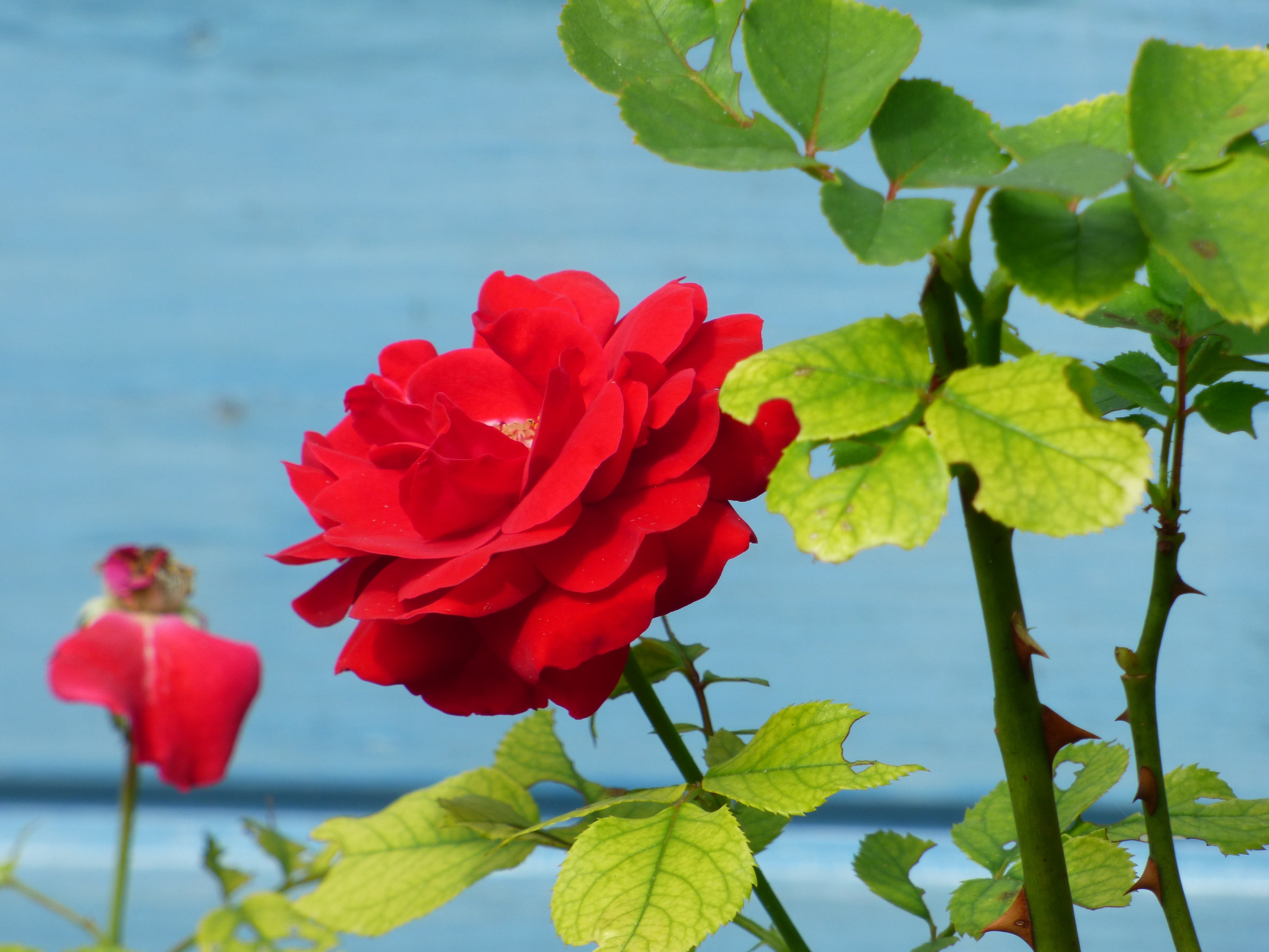 Download mobile wallpaper Flowers, Petals, Bud, Flower, Rose Flower, Rose for free.