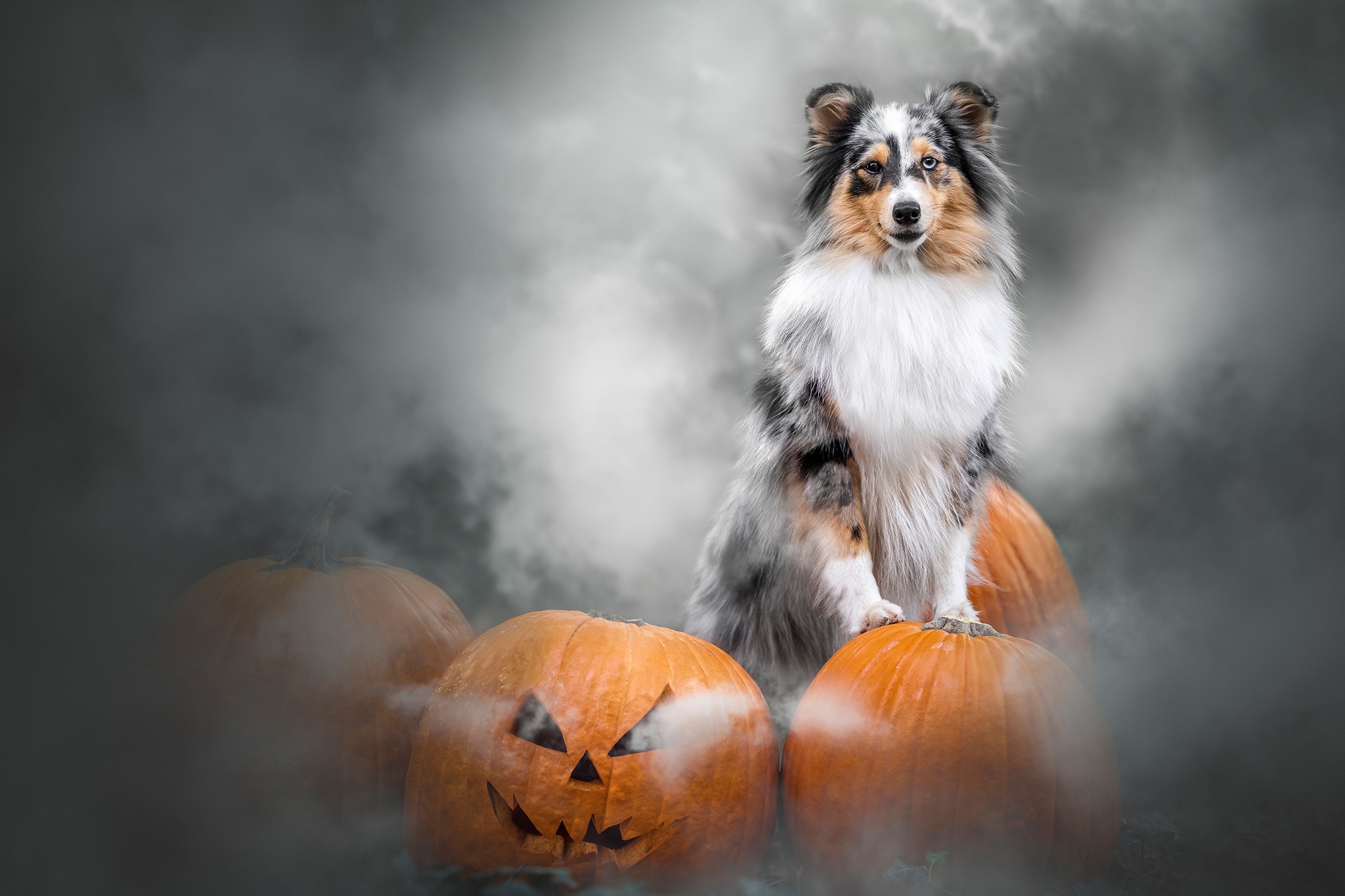 Download mobile wallpaper Dogs, Halloween, Pumpkin, Dog, Animal, Shetland Sheepdog, Jack O' Lantern for free.