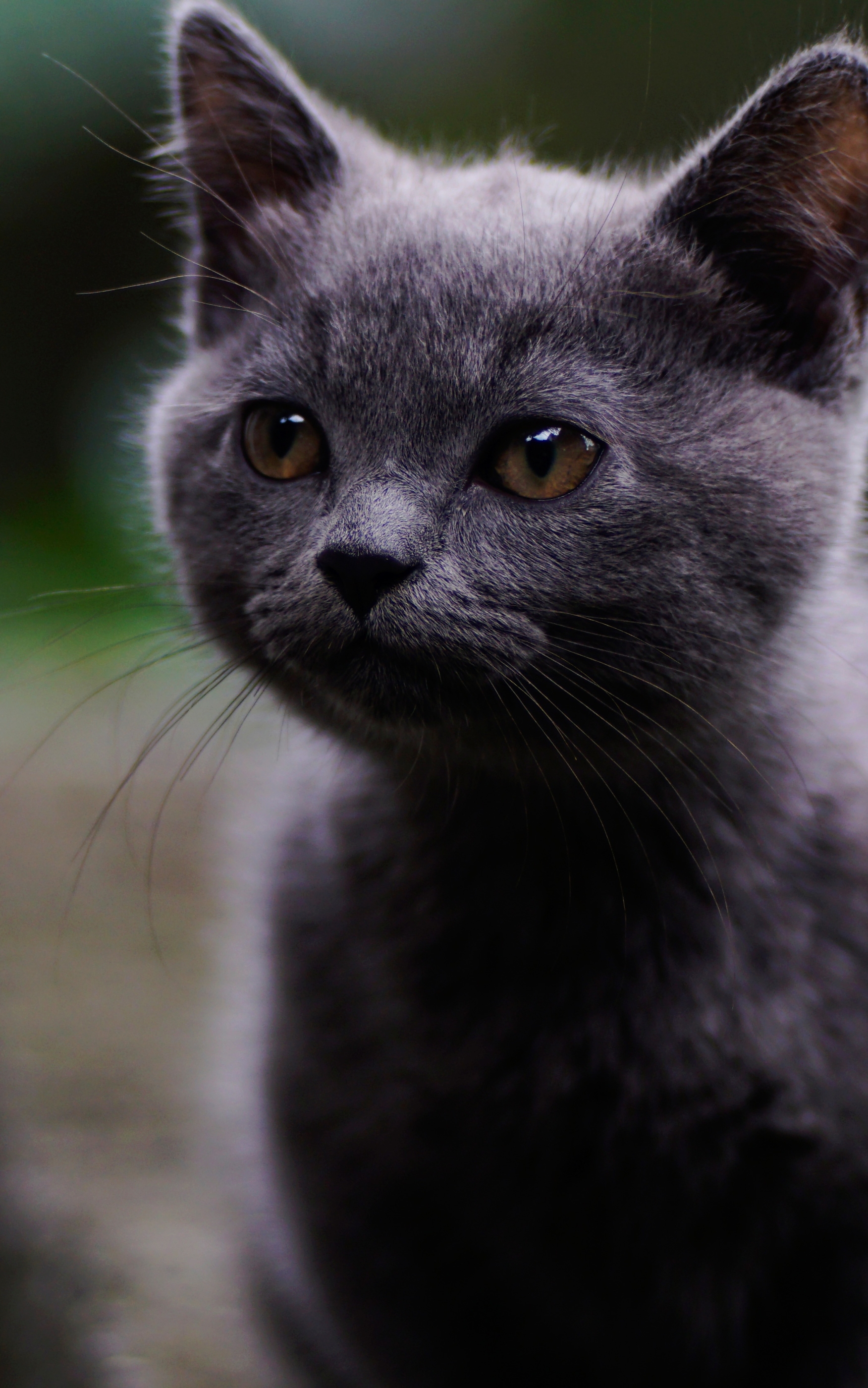 Handy-Wallpaper Tiere, Katzen, Katze kostenlos herunterladen.