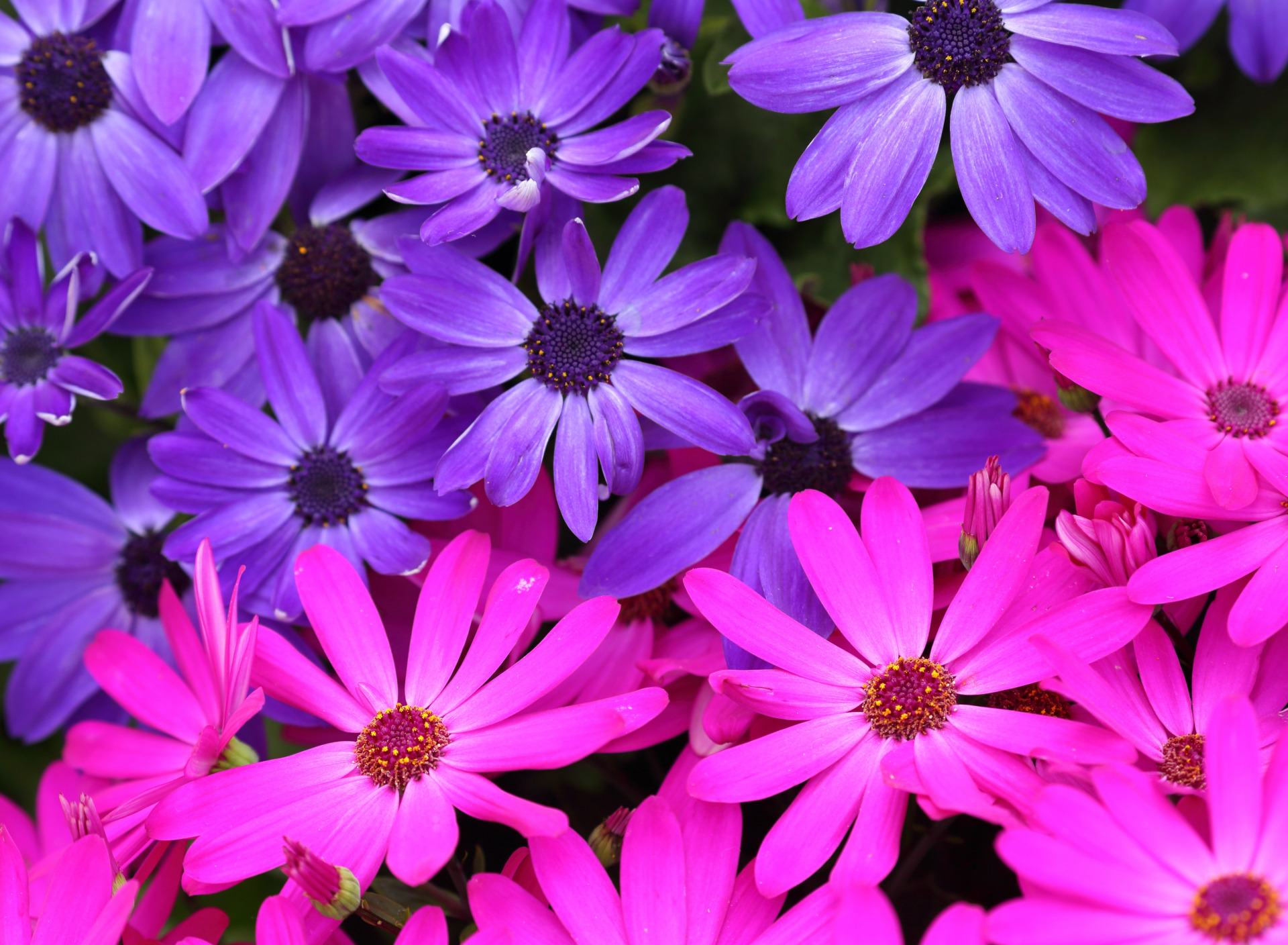 PCデスクトップに地球, デイジー, アフリカンデイジー, ピンクの花, 紫色の花画像を無料でダウンロード