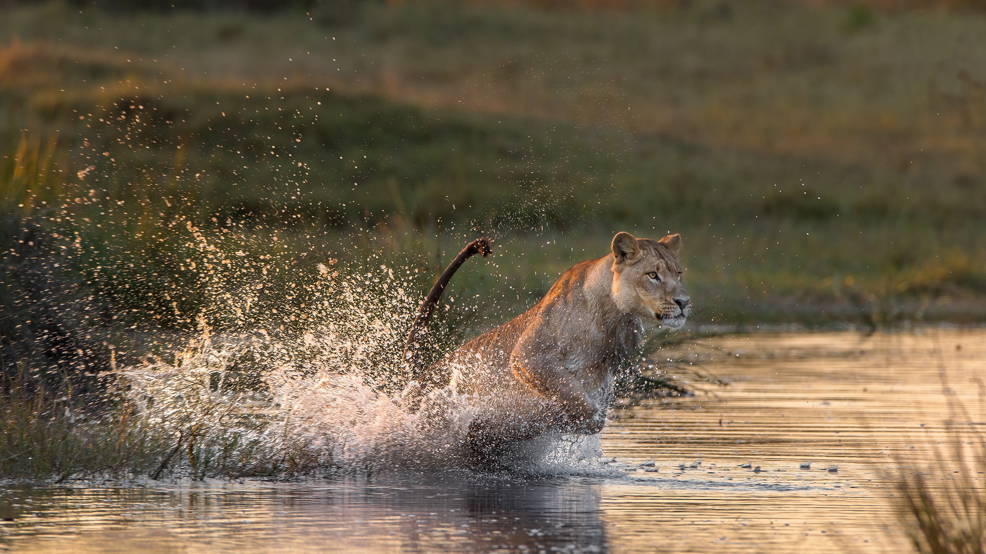 Descarga gratis la imagen Animales, Gatos, León en el escritorio de tu PC