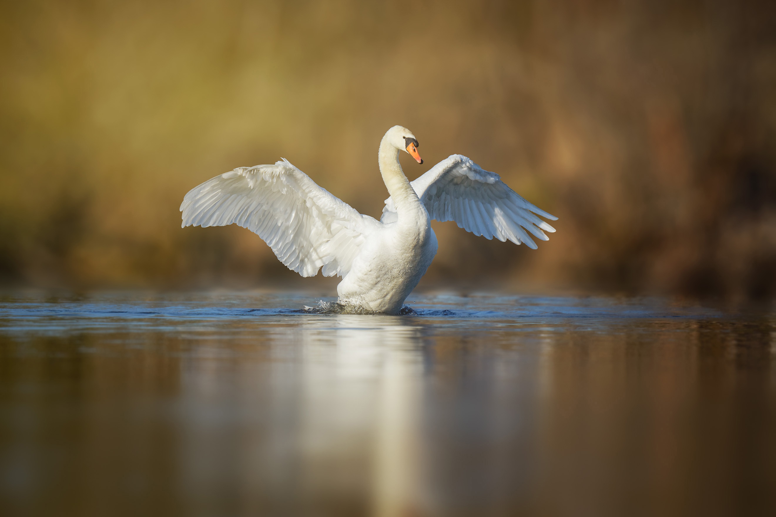 Download mobile wallpaper Birds, Bird, Animal, Swan, Mute Swan, Depth Of Field for free.