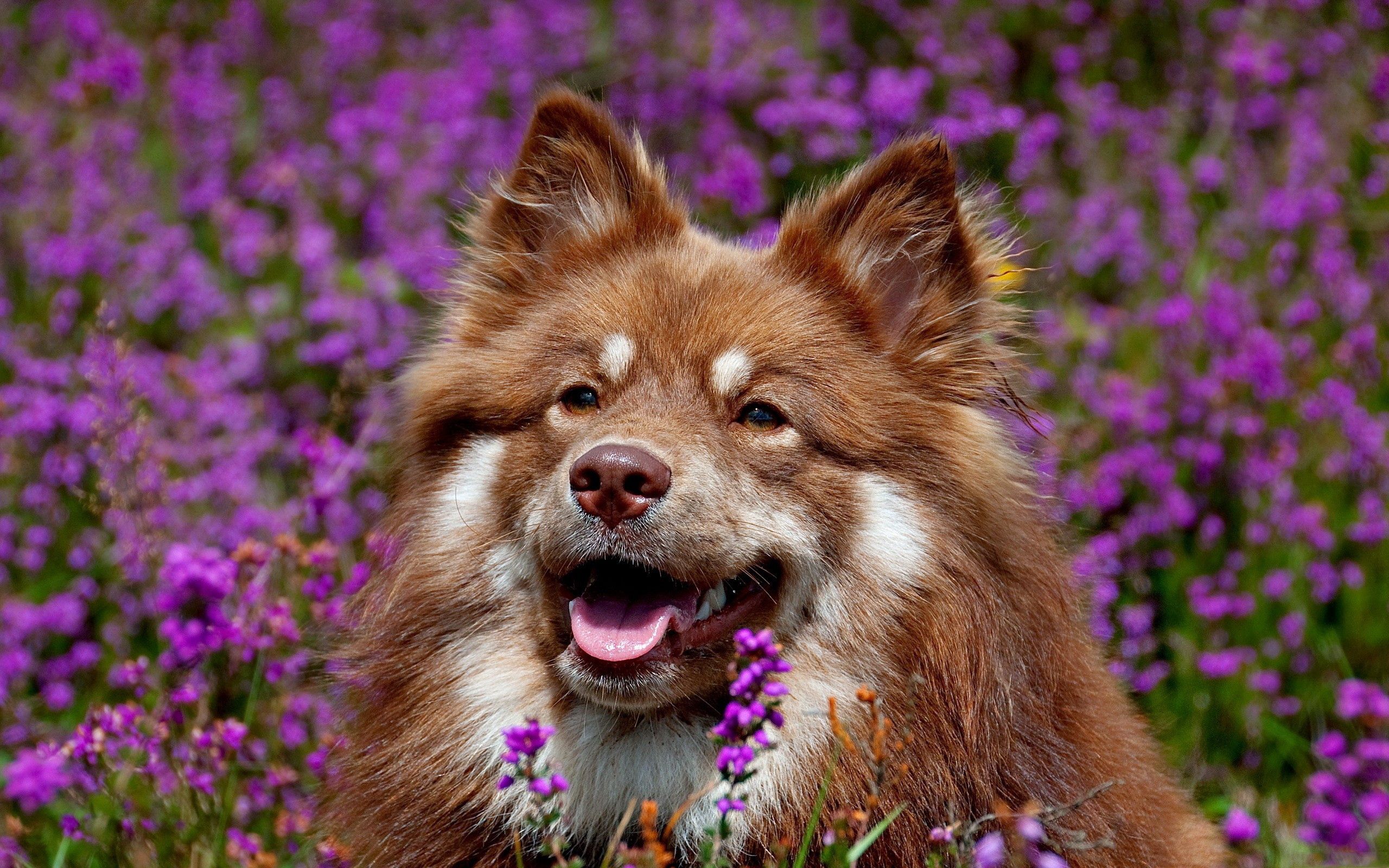 animals, flowers, dog, muzzle, ears, expectation, waiting