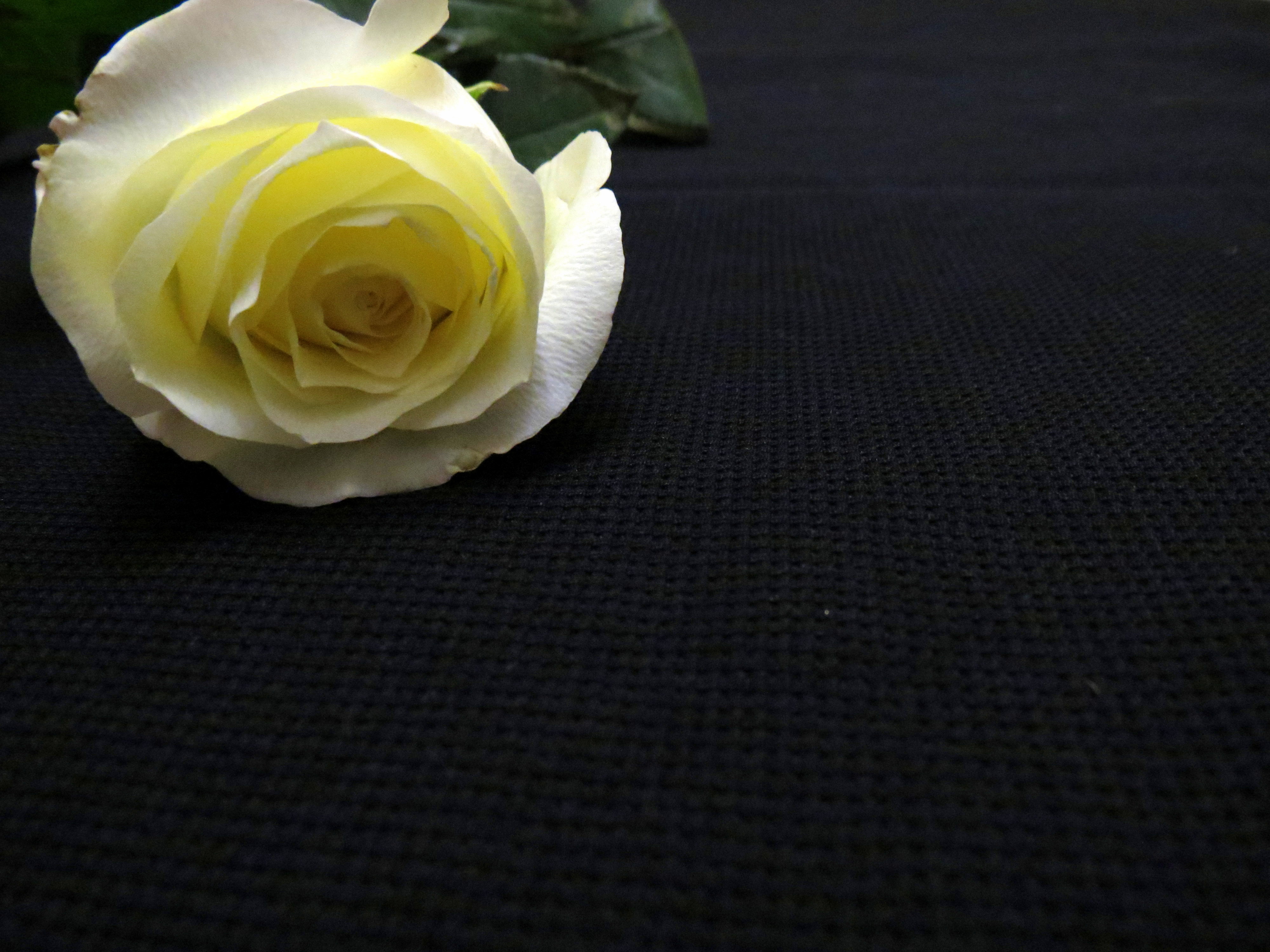Завантажити шпалери безкоштовно Рослини, Квіти, Рози картинка на робочий стіл ПК
