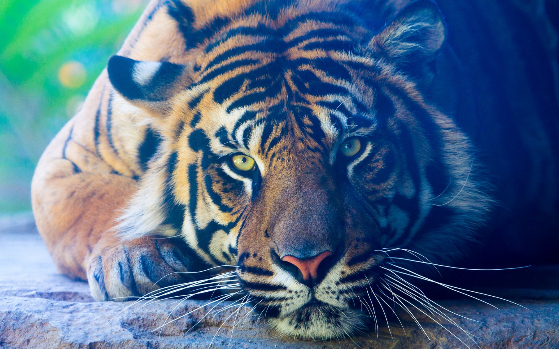 Завантажити шпалери безкоштовно Тигр, Тварина, Коти, Впритул картинка на робочий стіл ПК