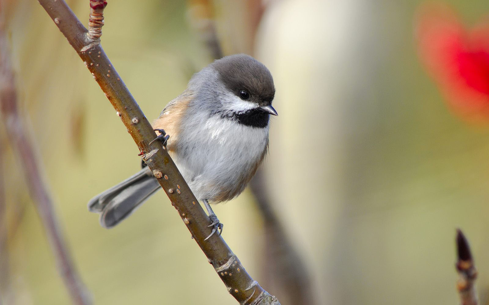 Handy-Wallpaper Tiere, Vogel kostenlos herunterladen.