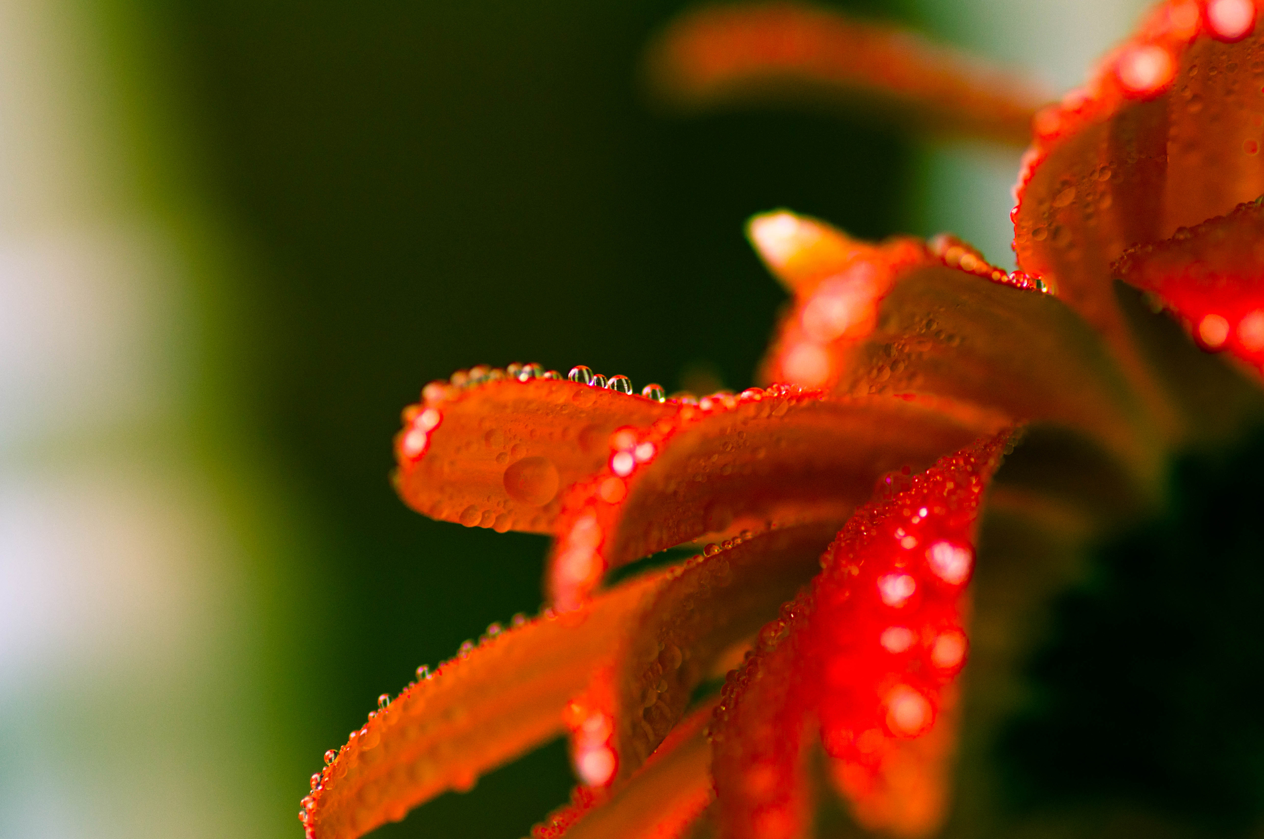 Descarga gratis la imagen Flores, Flor, Tierra/naturaleza en el escritorio de tu PC