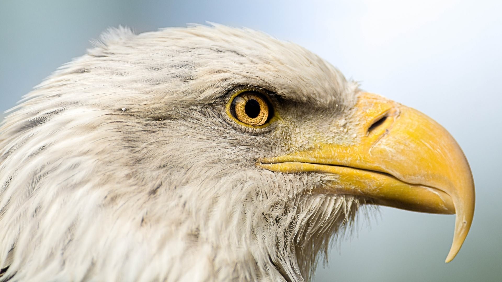Descarga gratuita de fondo de pantalla para móvil de Águila Calva, Aves, Animales.