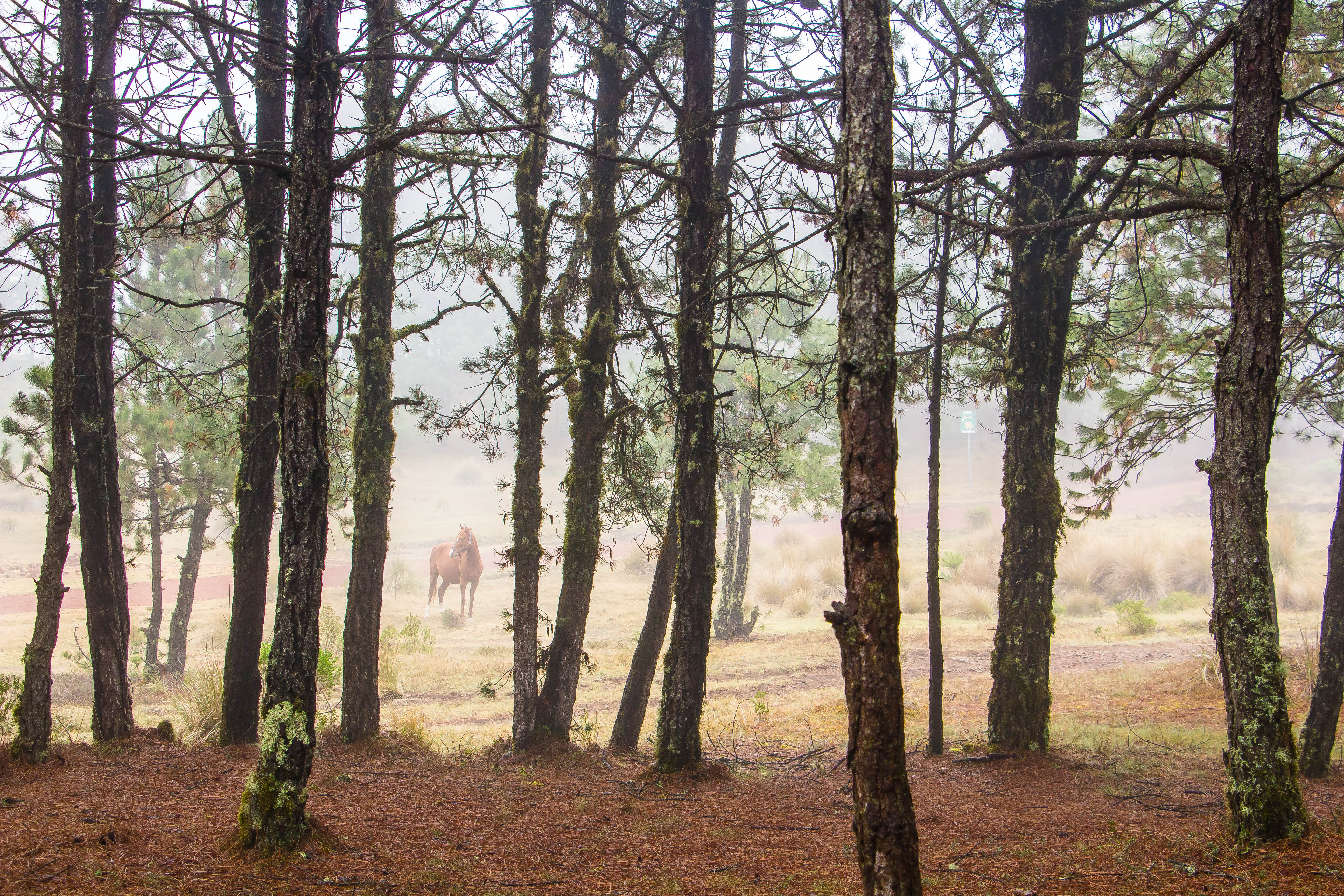 無料モバイル壁紙動物, 森林, 森, 木, 馬, うまをダウンロードします。
