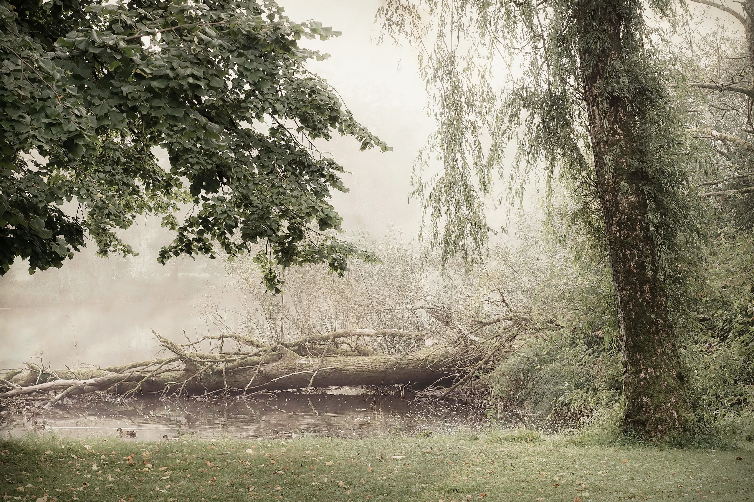 Téléchargez des papiers peints mobile Arbre, Brouillard, La Nature, Terre/nature gratuitement.