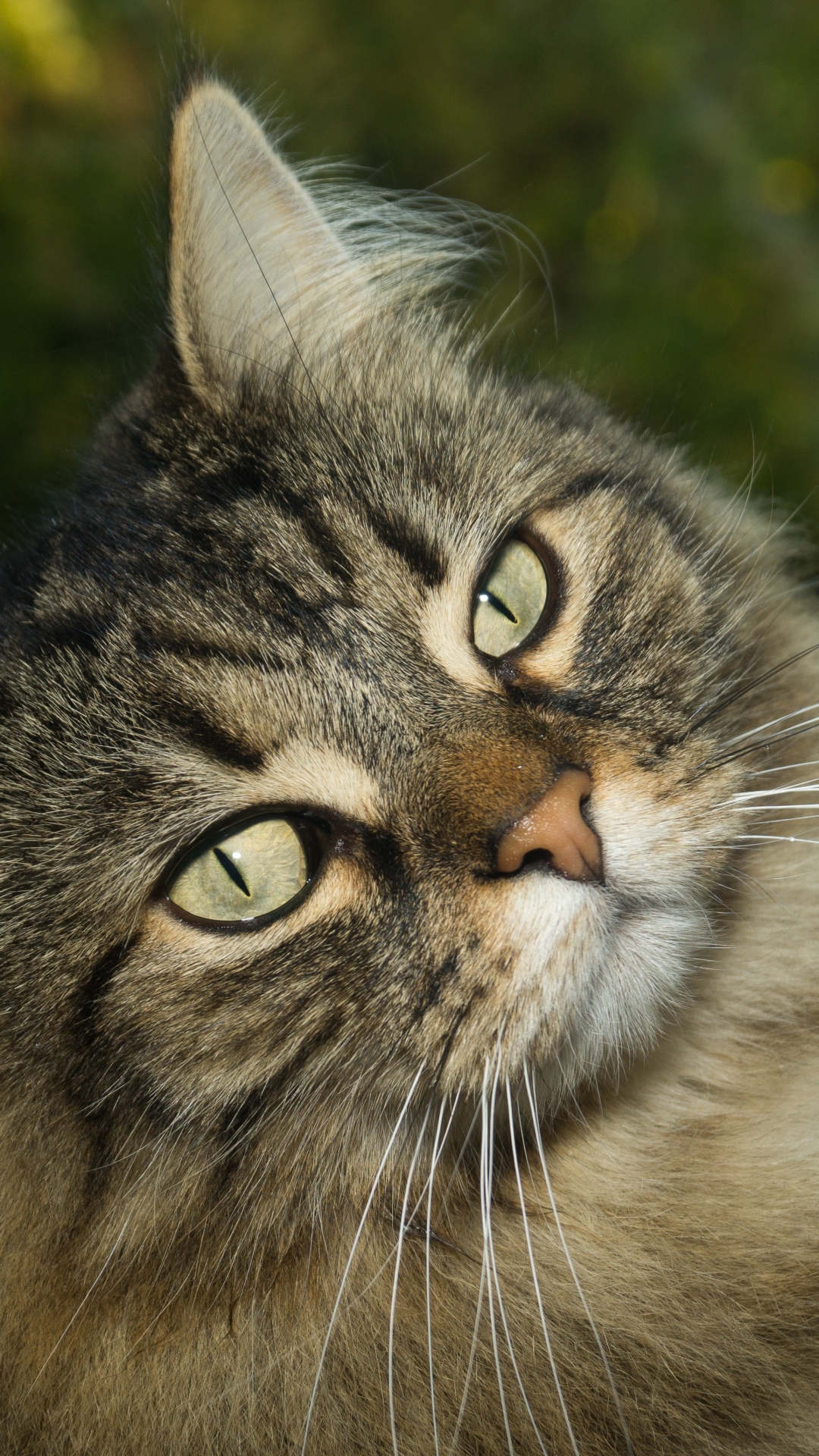 Handy-Wallpaper Tiere, Katzen, Katze kostenlos herunterladen.