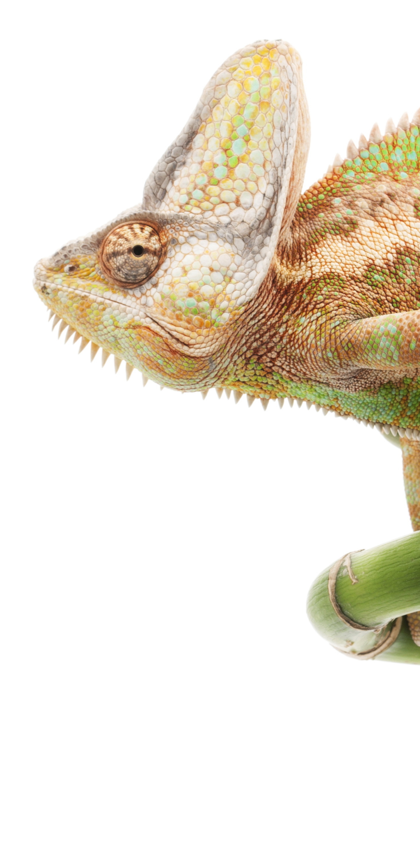 Téléchargez gratuitement l'image Animaux, Caméléon, Reptiles sur le bureau de votre PC