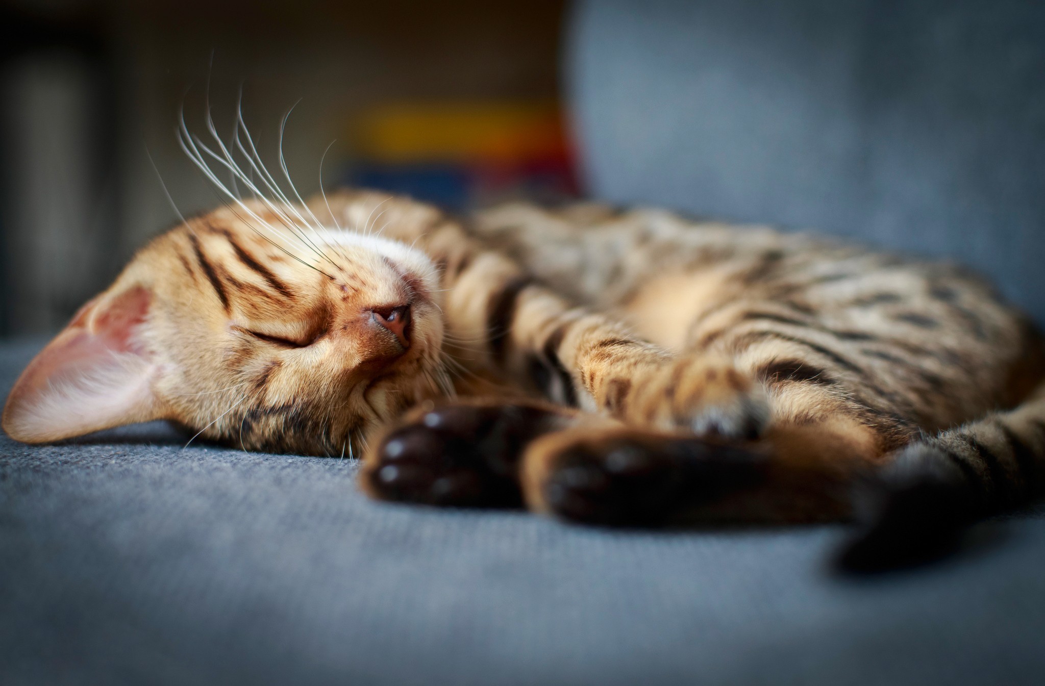 Download mobile wallpaper Kitten, Sleeping, Cat, Cats, Animal for free.