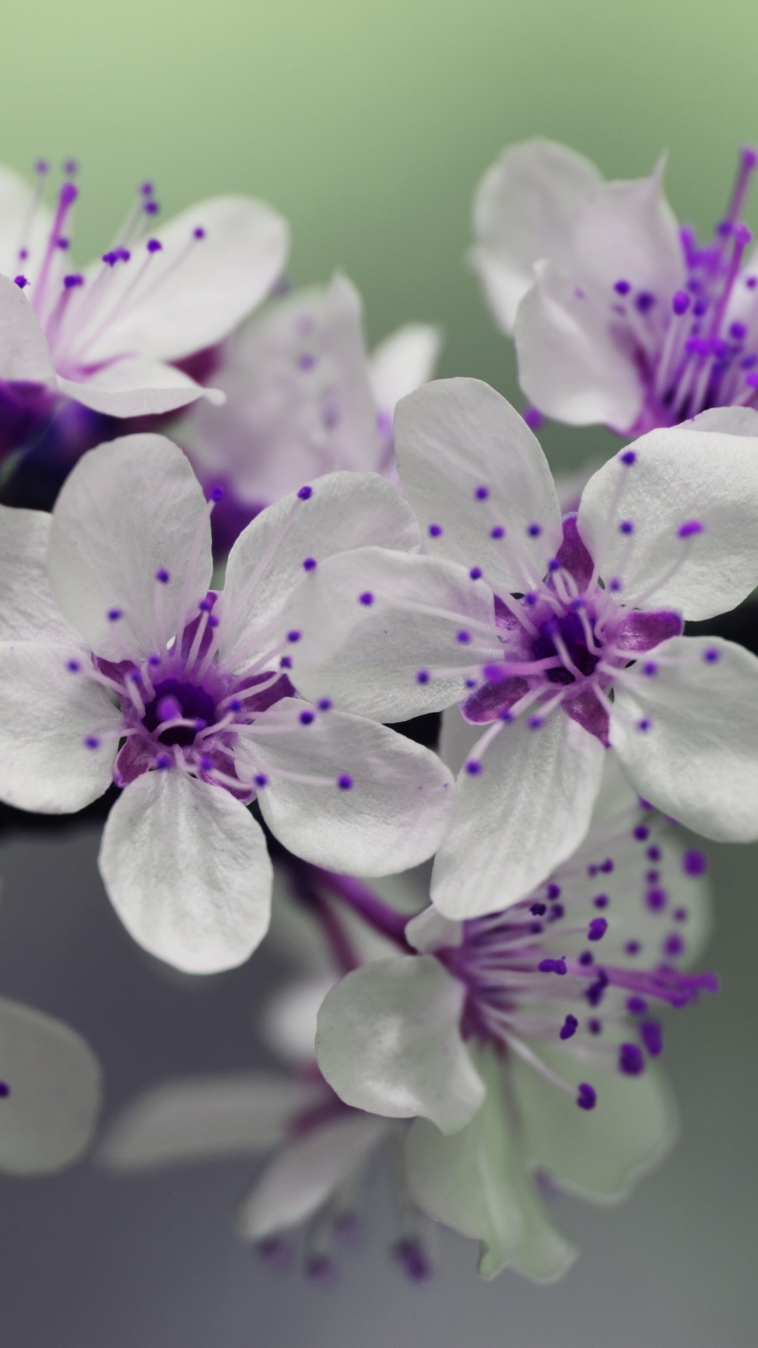 無料モバイル壁紙自然, フラワーズ, 花, 大きい, 地球, 春, 白い花をダウンロードします。