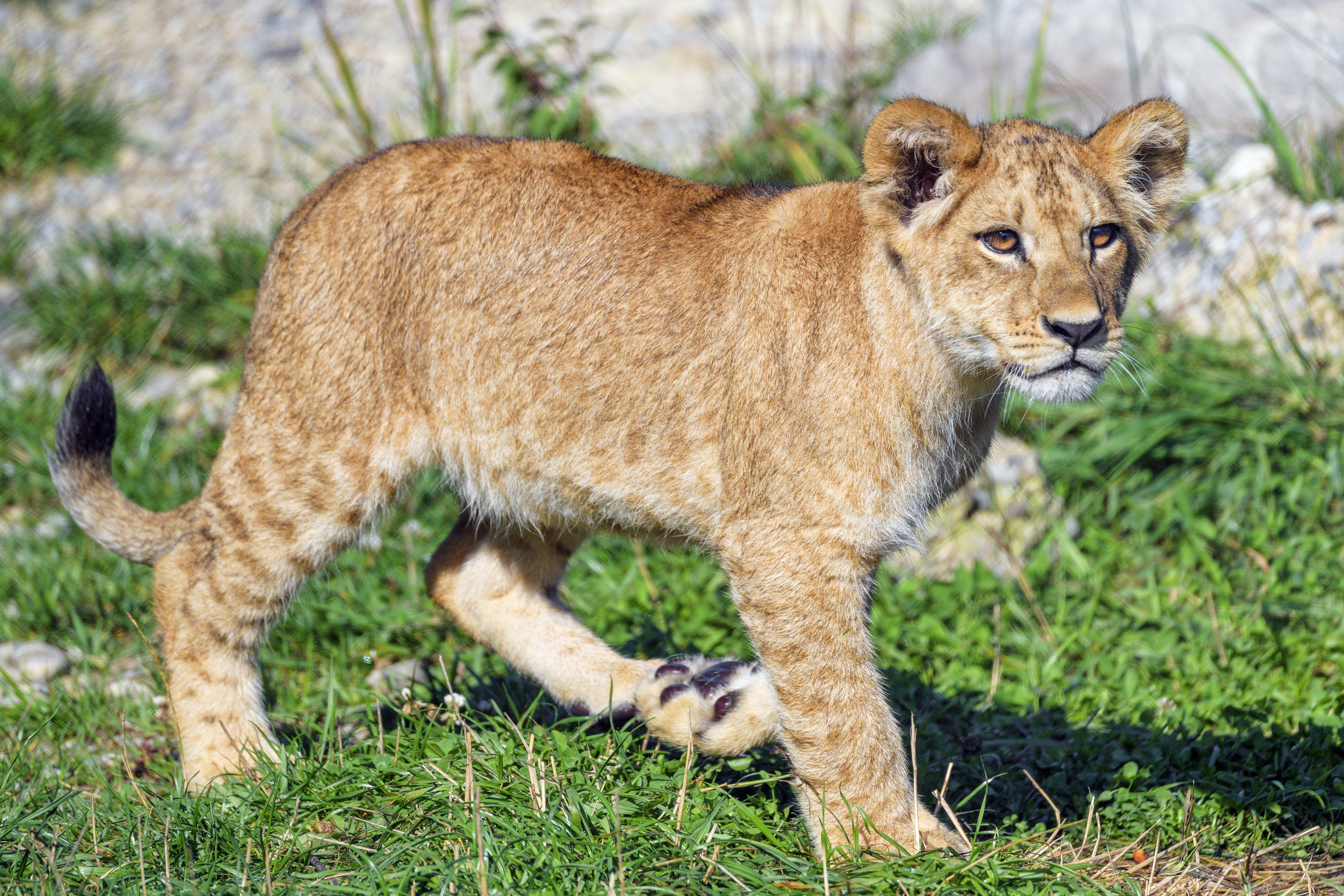 animals, grass, young, lion, predator, joey, lion cub HD wallpaper