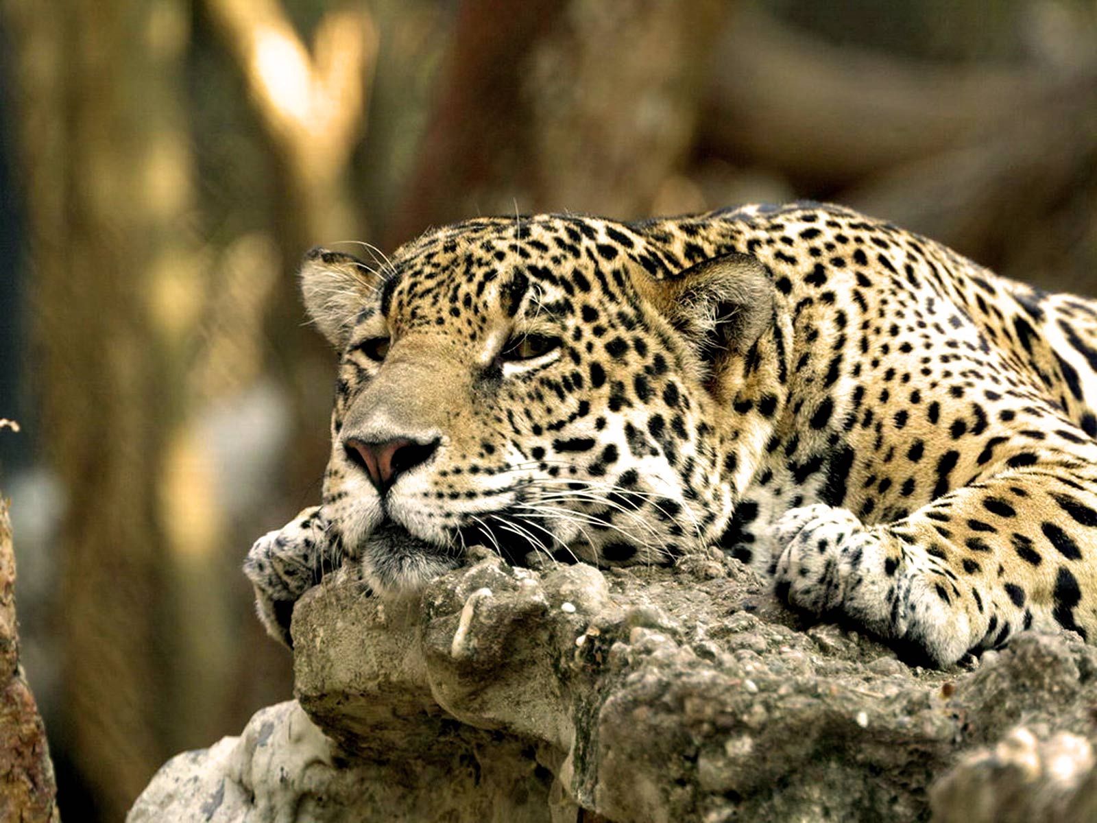 Download mobile wallpaper Lie, Muzzle, To Lie Down, Predator, Animals, Leopard for free.