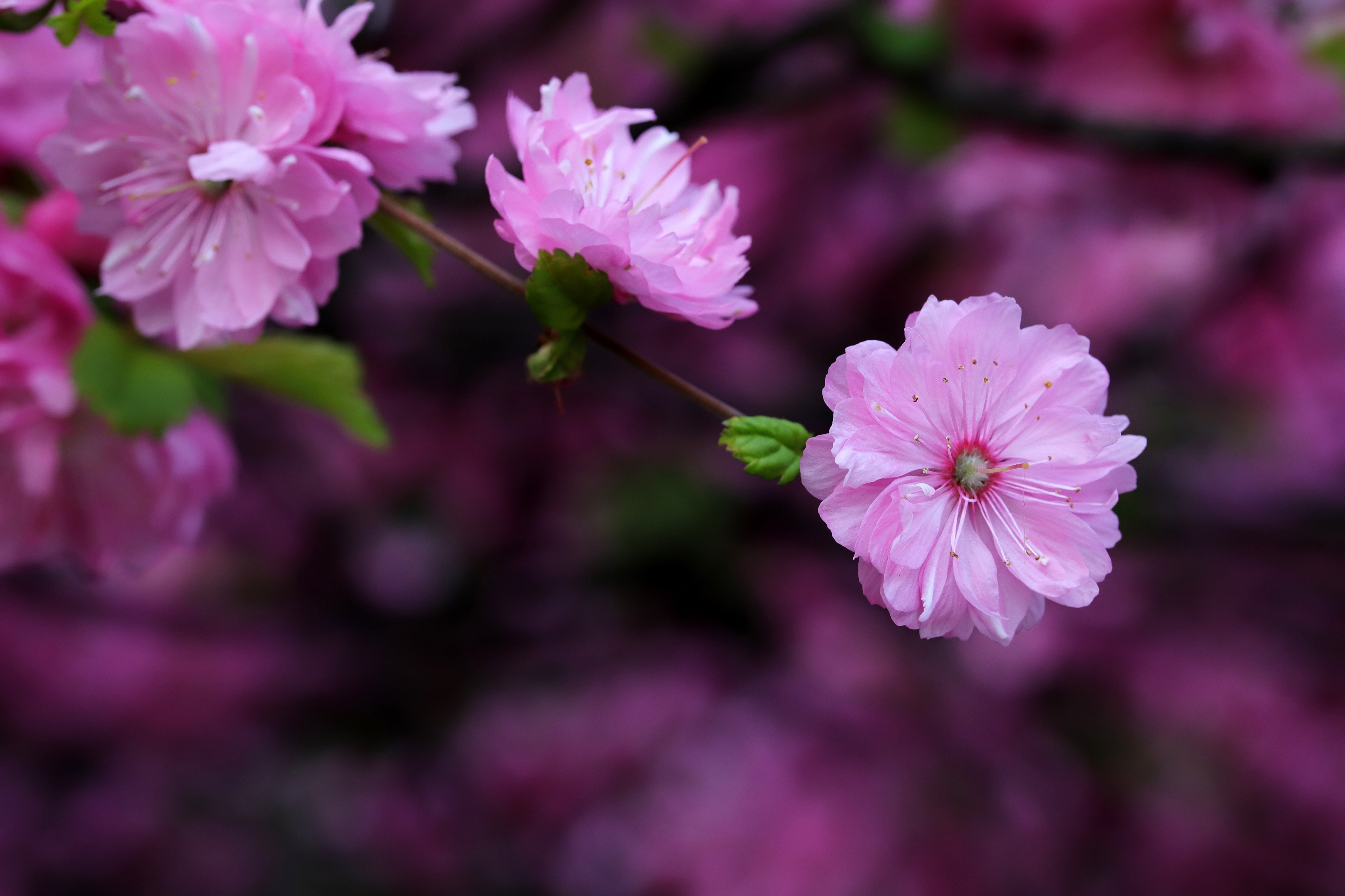 Descarga gratuita de fondo de pantalla para móvil de Sakura, Flor Rosa, Florecer, Rama, Difuminar, Primavera, Tierra/naturaleza.