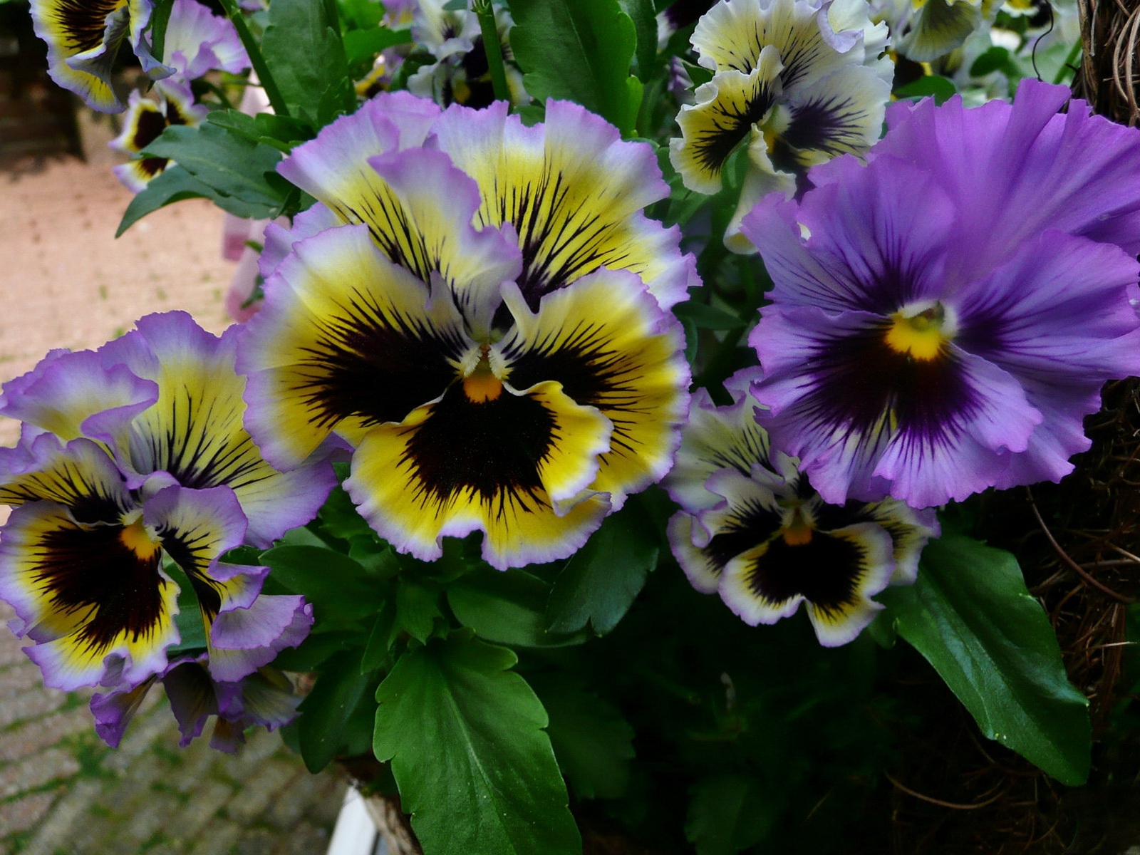 Descarga gratis la imagen Flores, Flor, Flor Purpura, Tierra/naturaleza, Viola × Wittrockiana en el escritorio de tu PC