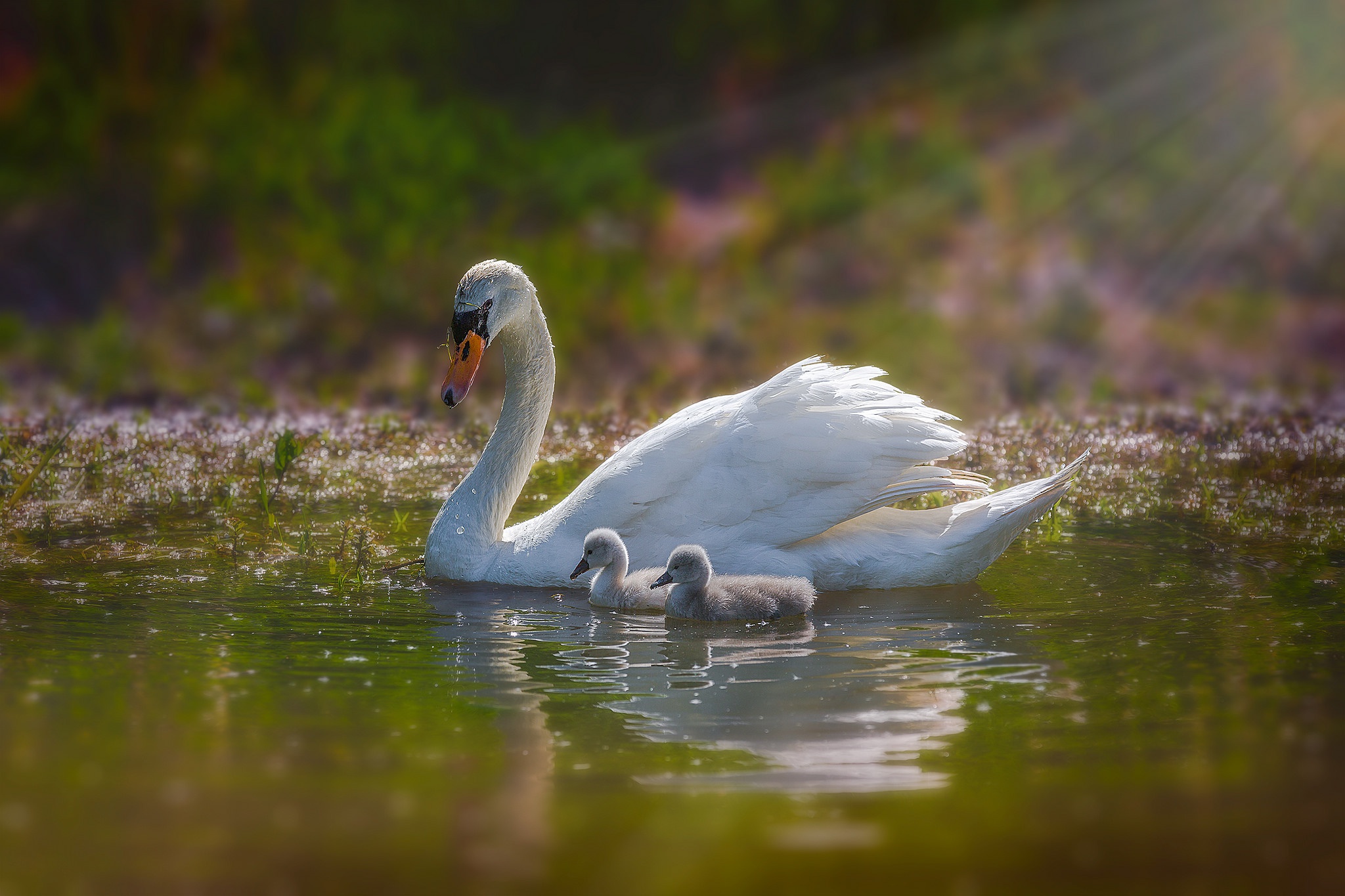 Descarga gratuita de fondo de pantalla para móvil de Animales, Cisne, Aves.