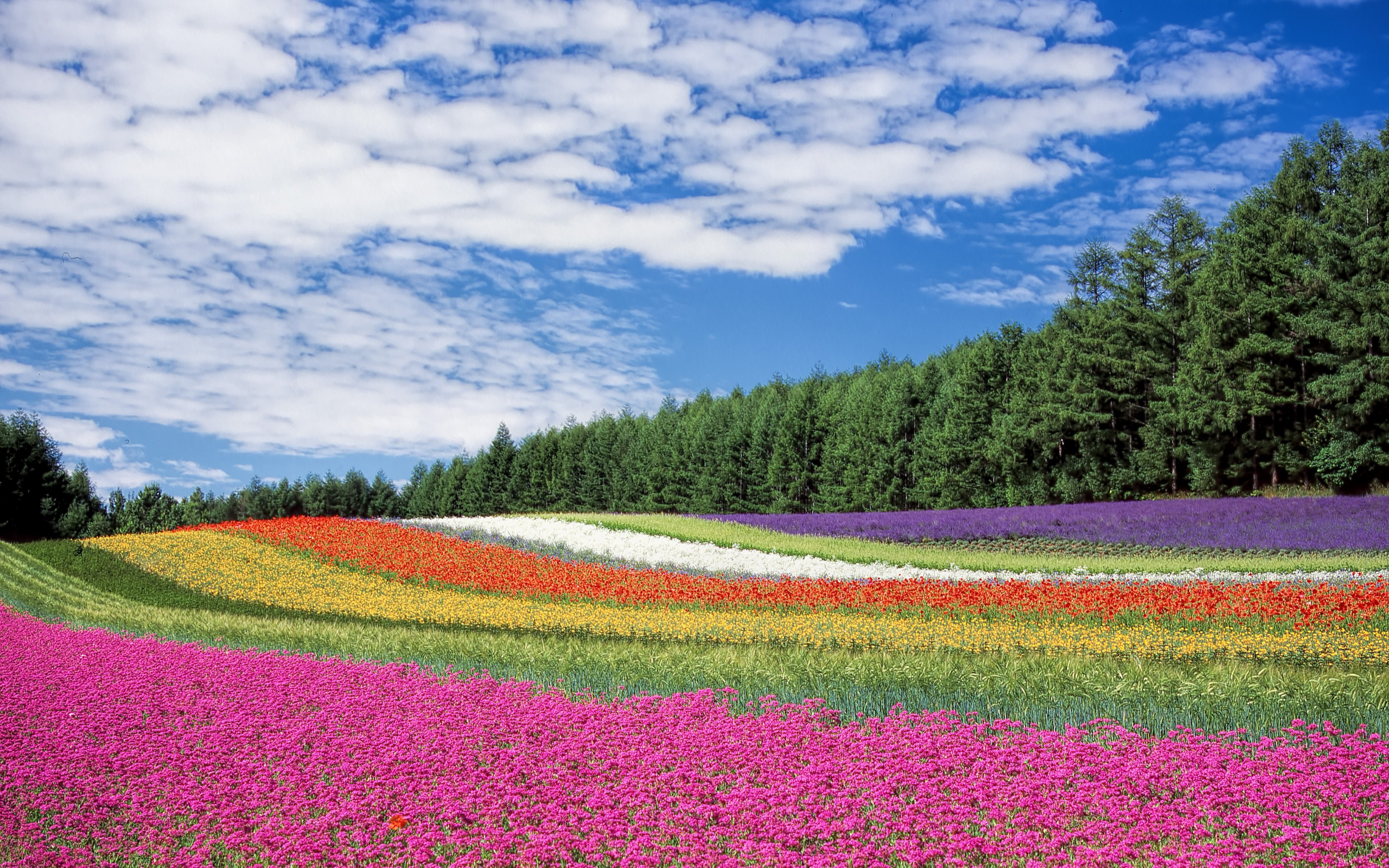 Download mobile wallpaper Landscape, Flowers, Flower, Earth, Colors, Cloud, Meadow for free.