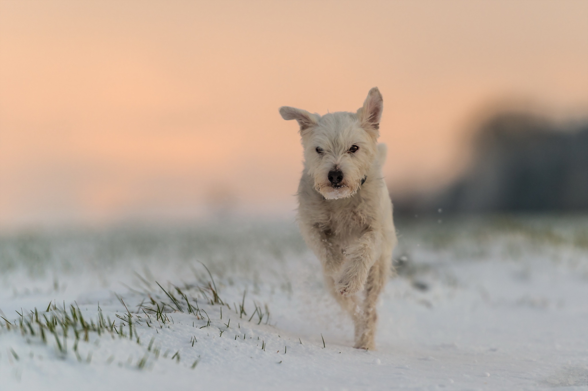 animal, jack russell terrier, depth of field, dog, running, sand, dogs