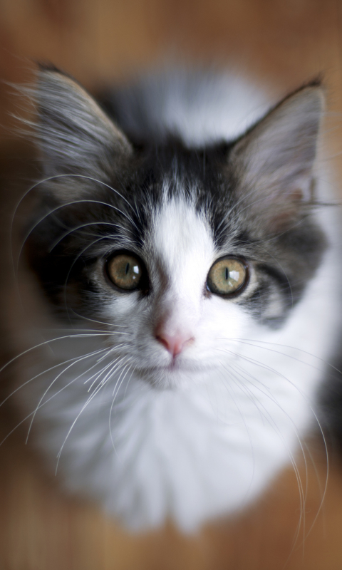 Handy-Wallpaper Tiere, Katzen, Katze, Bokeh kostenlos herunterladen.