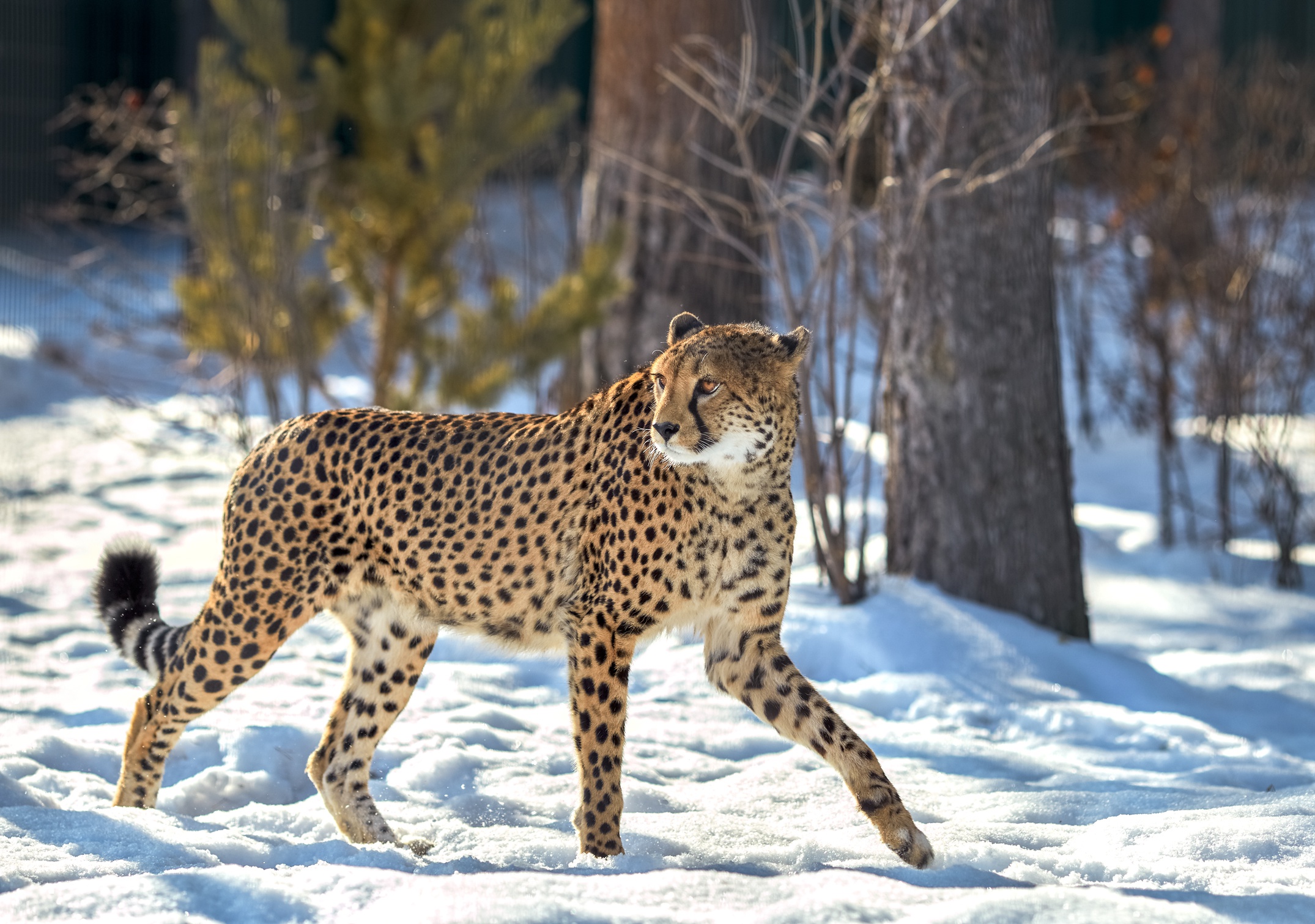 Download mobile wallpaper Cats, Cheetah, Snow, Animal for free.