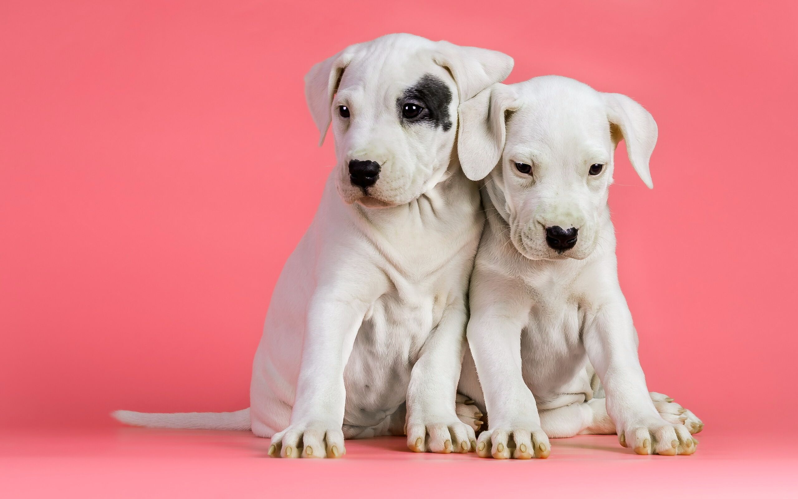 Laden Sie das Tiere, Hunde, Welpen-Bild kostenlos auf Ihren PC-Desktop herunter