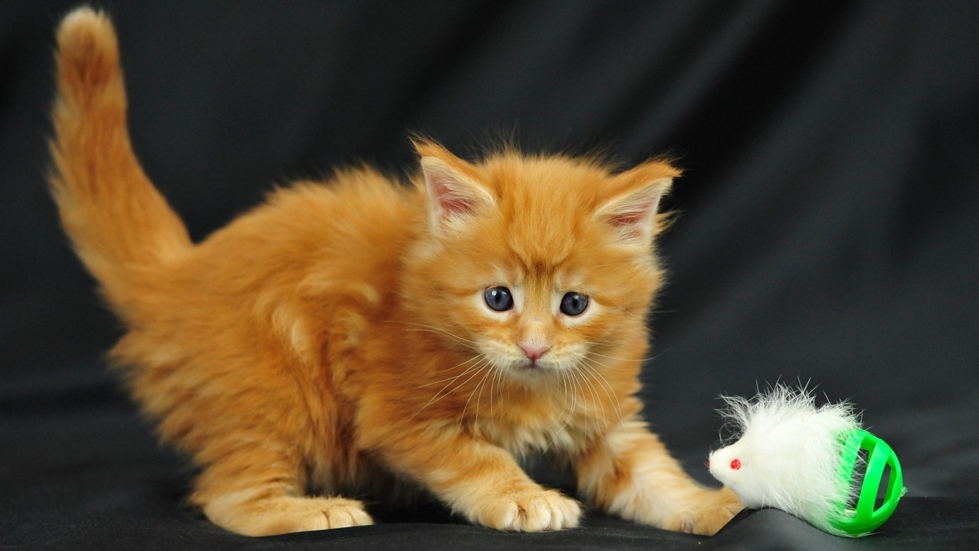 Baixe gratuitamente a imagem Animais, Gatos, Gato na área de trabalho do seu PC