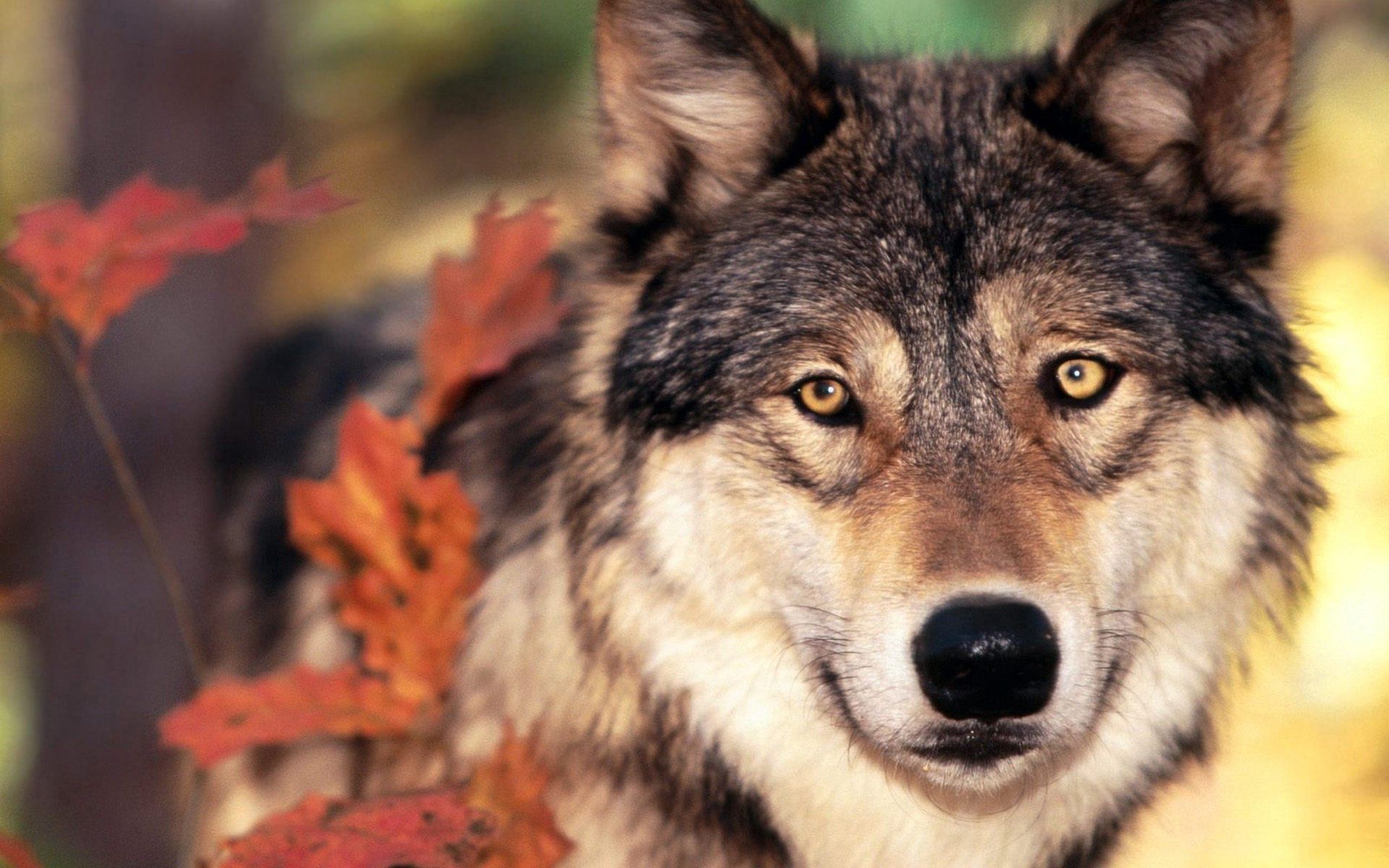 Download mobile wallpaper Opinion, Sight, Muzzle, Animals, Grass, Leaves, Wolf for free.