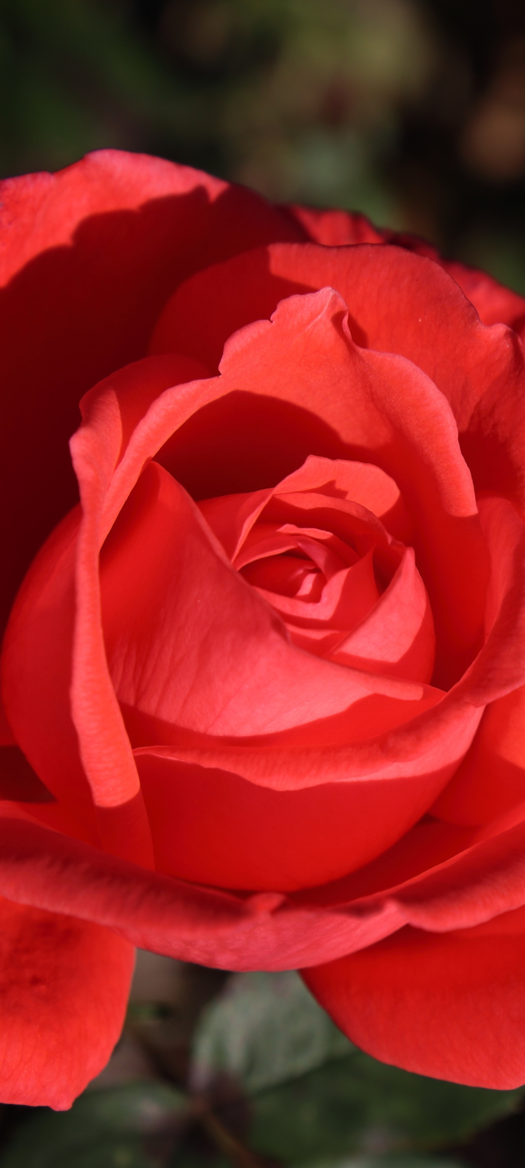 Download mobile wallpaper Flowers, Macro, Rose, Earth, Red Rose, Red Flower for free.