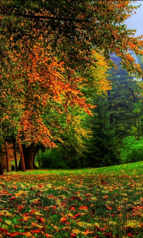 Handy-Wallpaper Natur, Herbst, Park, Baum, Fotografie kostenlos herunterladen.