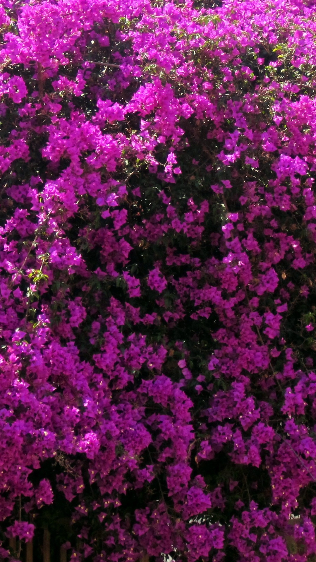 Download mobile wallpaper Flowers, Flower, Close Up, Earth, Bougainvillea, Pink Flower for free.