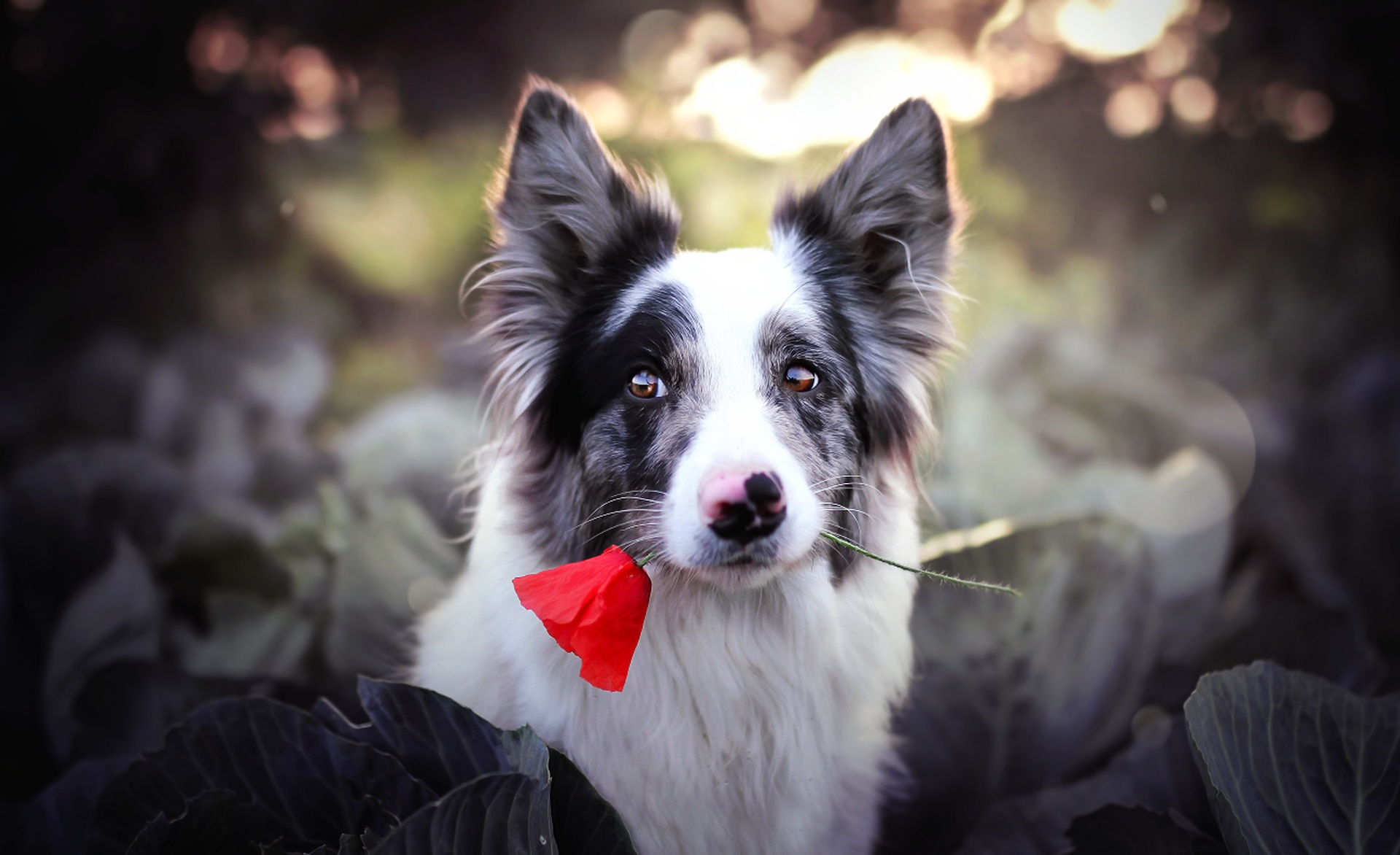 Handy-Wallpaper Tiere, Hunde, Hund, Schnauze, Bokeh, Rote Blume kostenlos herunterladen.