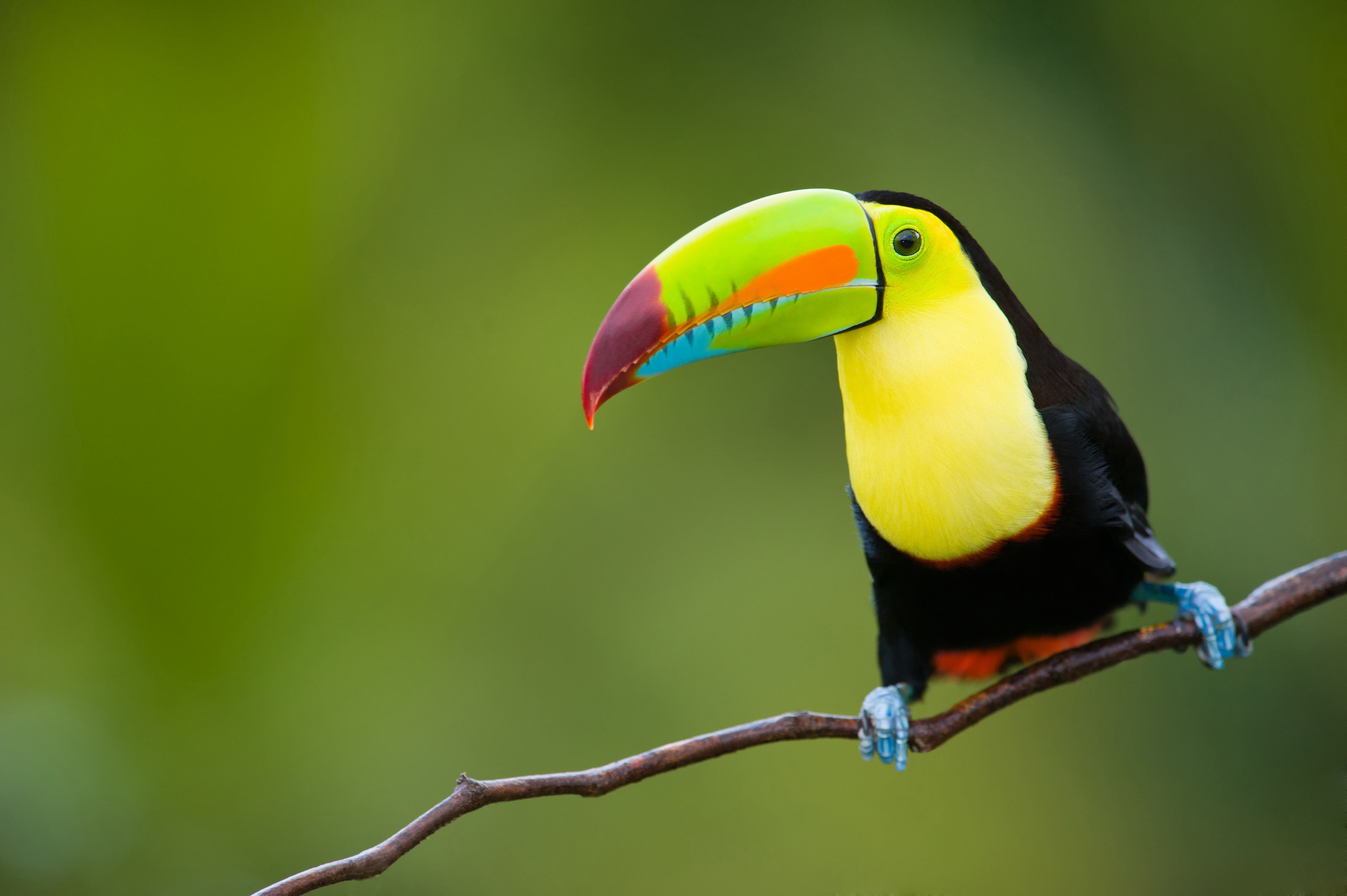 colorful, branch, animal, toucan, bird, colors, birds