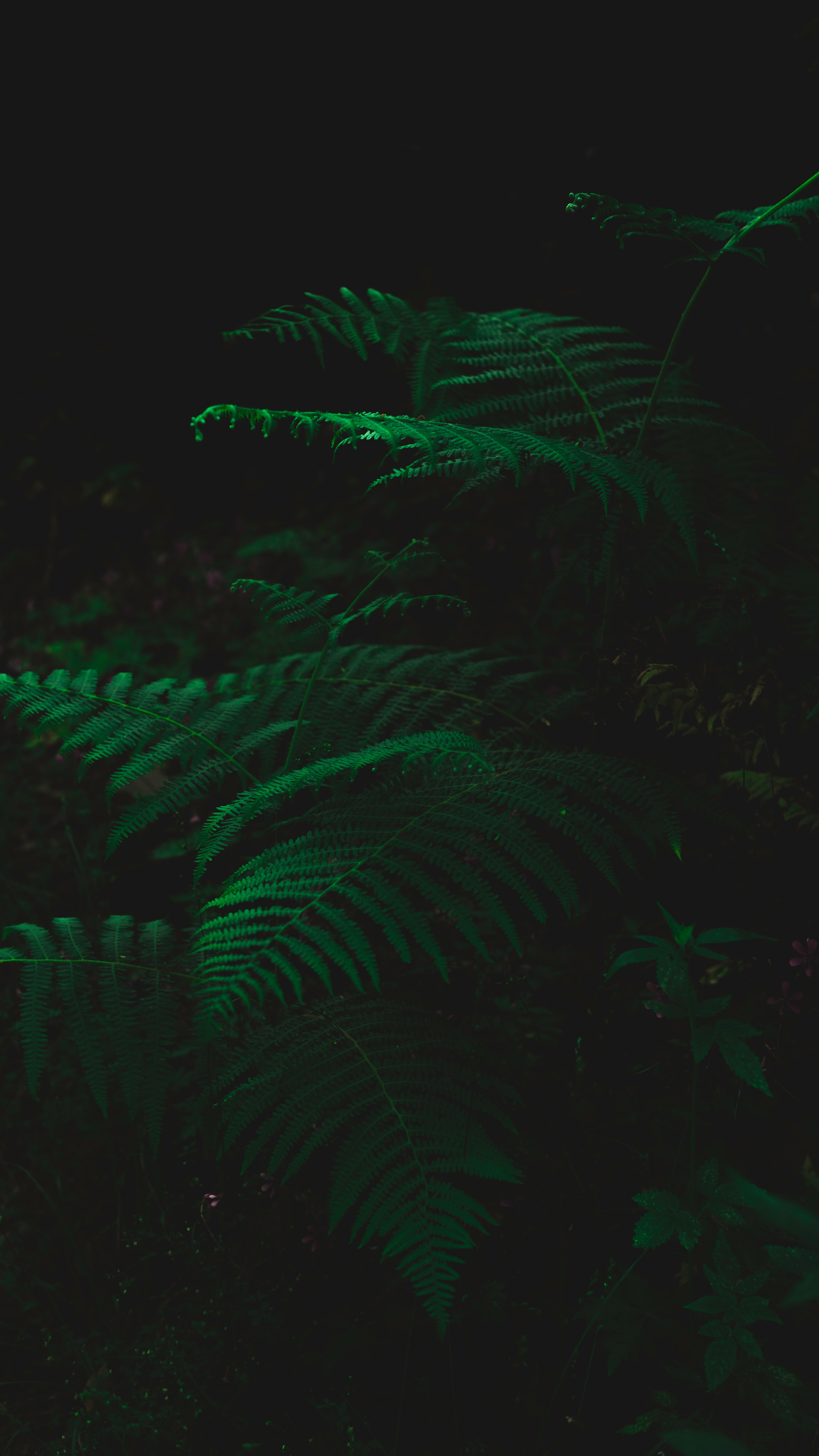 fern, leaves, dark, green, plant 2160p