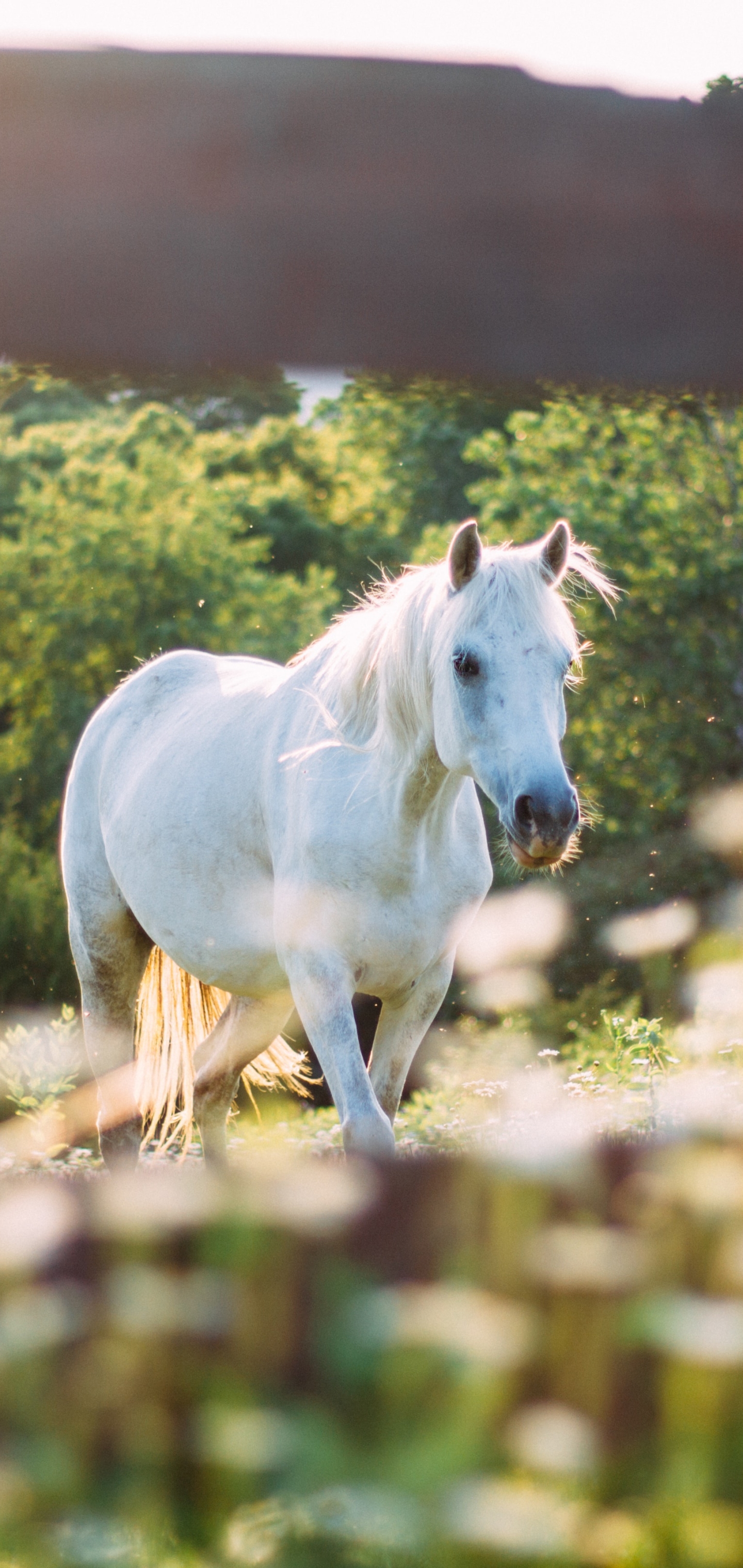 無料モバイル壁紙動物, 馬をダウンロードします。