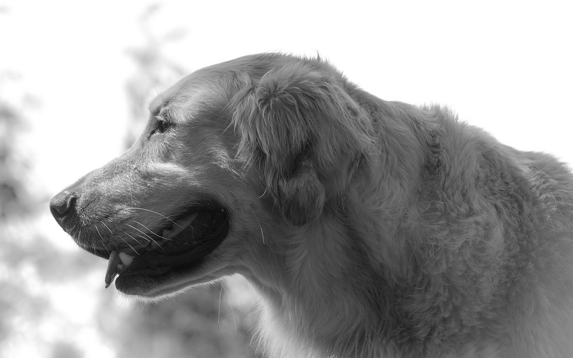 Téléchargez des papiers peints mobile Animaux, Chiens, Chien gratuitement.